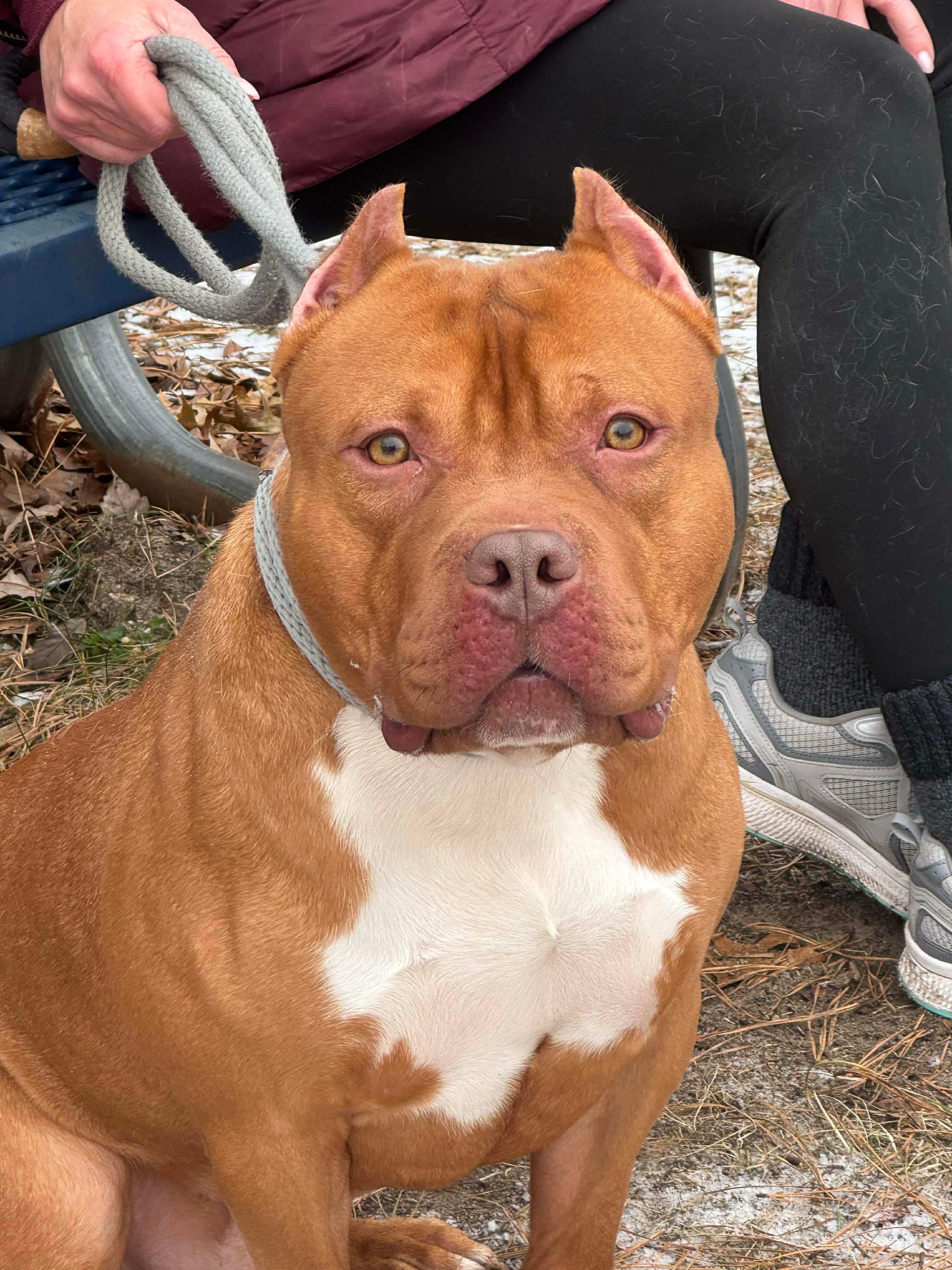Enlarge Mater, a ADOPTABLE mixed breed in Jackson , NJ image 1/3