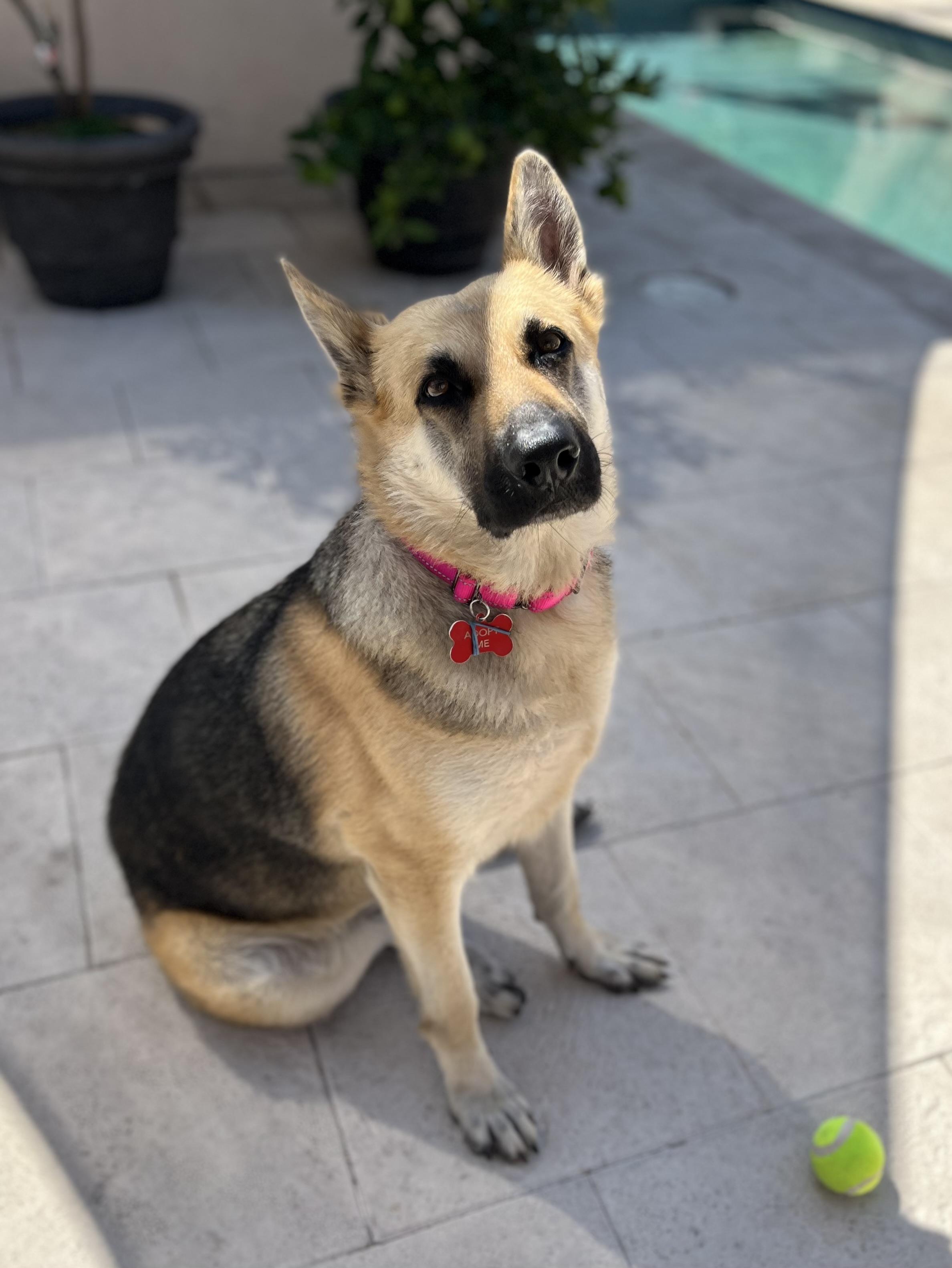 Enlarge SASHA, a ADOPTABLE German Shepherd Dog in Los Angeles, CA image 1/3