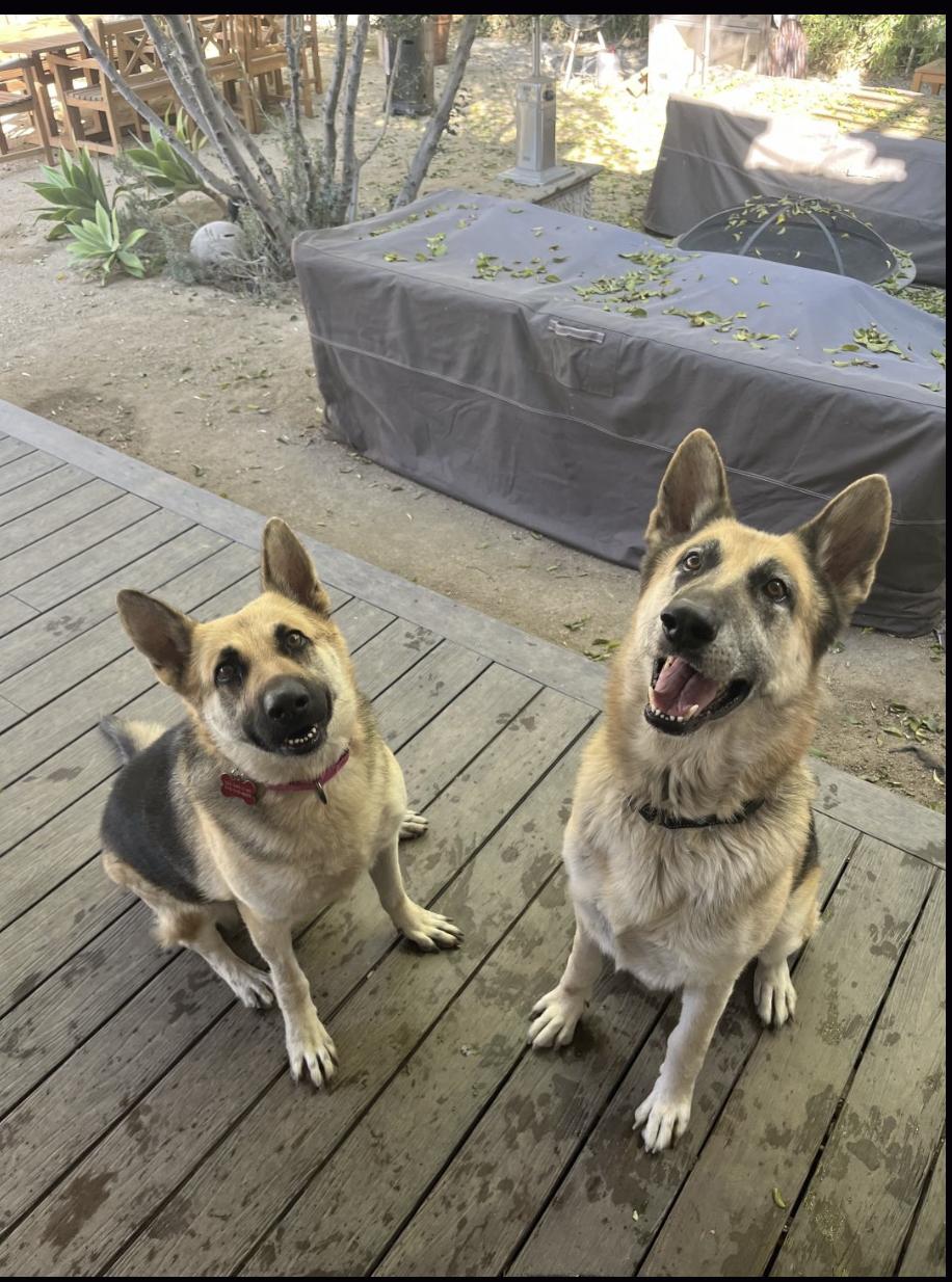 Enlarge SASHA, a ADOPTABLE German Shepherd Dog in Los Angeles, CA image 2/3