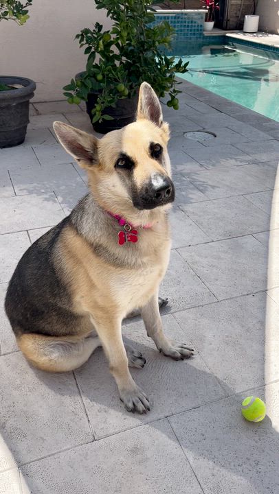 Enlarge SASHA, a ADOPTABLE German Shepherd Dog in Los Angeles, CA video 3/3