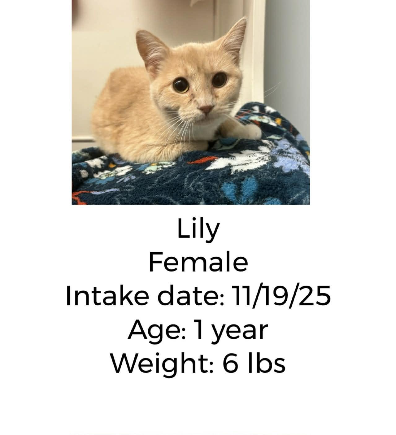 Lily, ADOPTABLE, Young Female Domestic Short Hair.