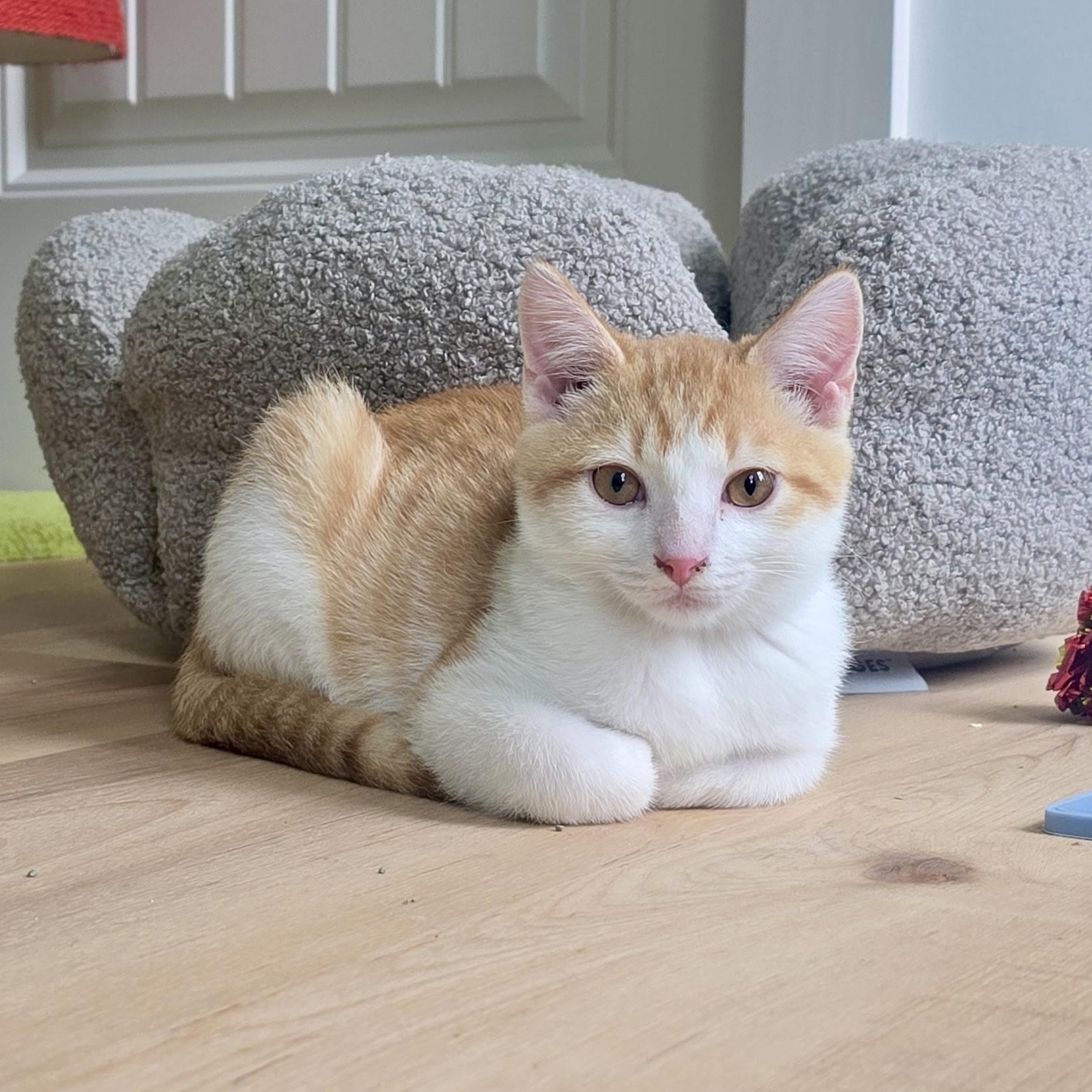 Mezzo, Adoptable, Kitten Male Domestic Short Hair.