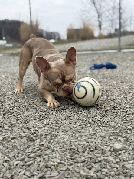Enlarge Beefcake, an adopted French Bulldog in New Stanton, PA image 3/3