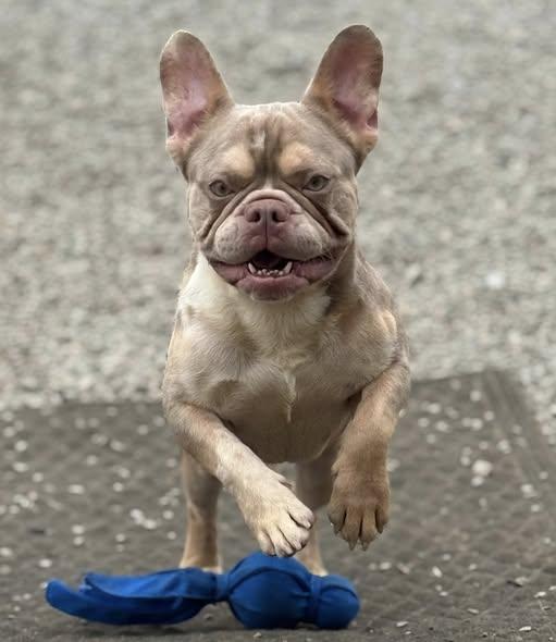 Enlarge Beefcake, an adopted French Bulldog in New Stanton, PA image 1/3