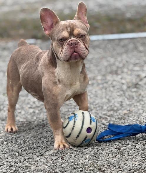 Enlarge Beefcake, an adopted French Bulldog in New Stanton, PA image 2/3