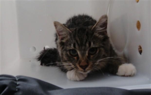 BUBBBLES, Adoptable, Kitten Male Domestic Medium Hair & Domestic Short Hair.