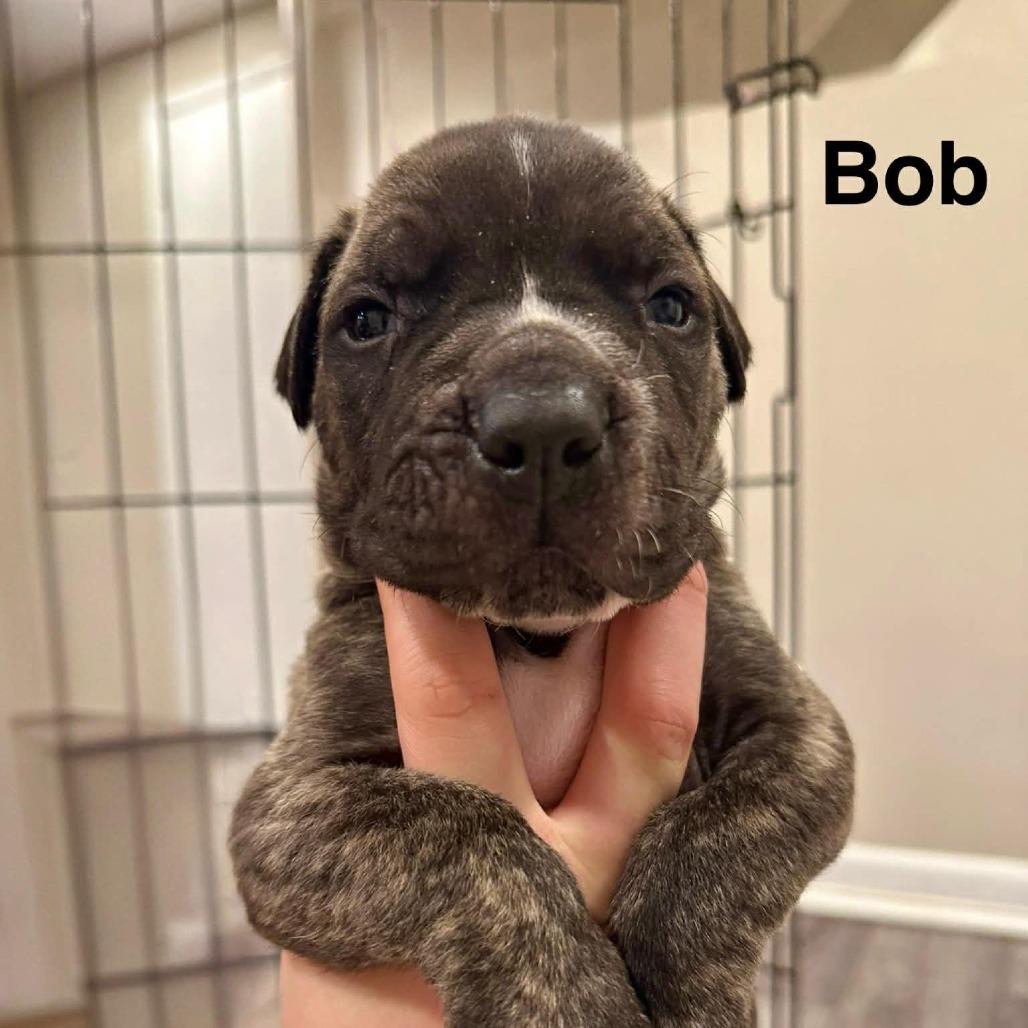 Frederick Minion's Litter - Bob, Adoptable, Puppy Male Mastiff.