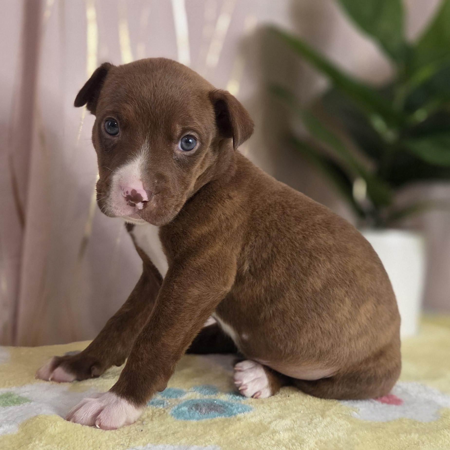 Enlarge Tollhouse, an adopted mixed breed in Brattleboro, VT image 3/6