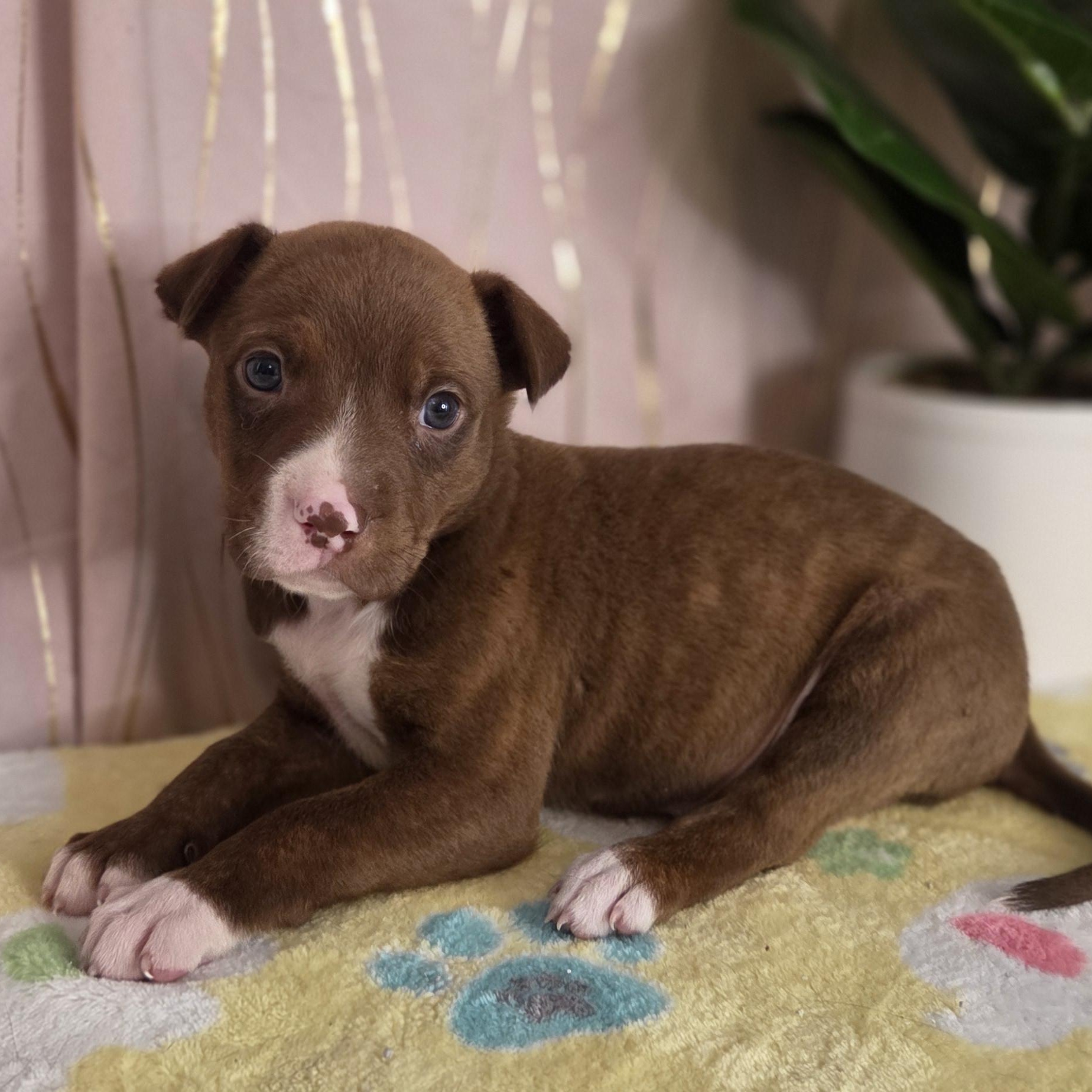 Enlarge Tollhouse, an adopted mixed breed in Brattleboro, VT image 5/6