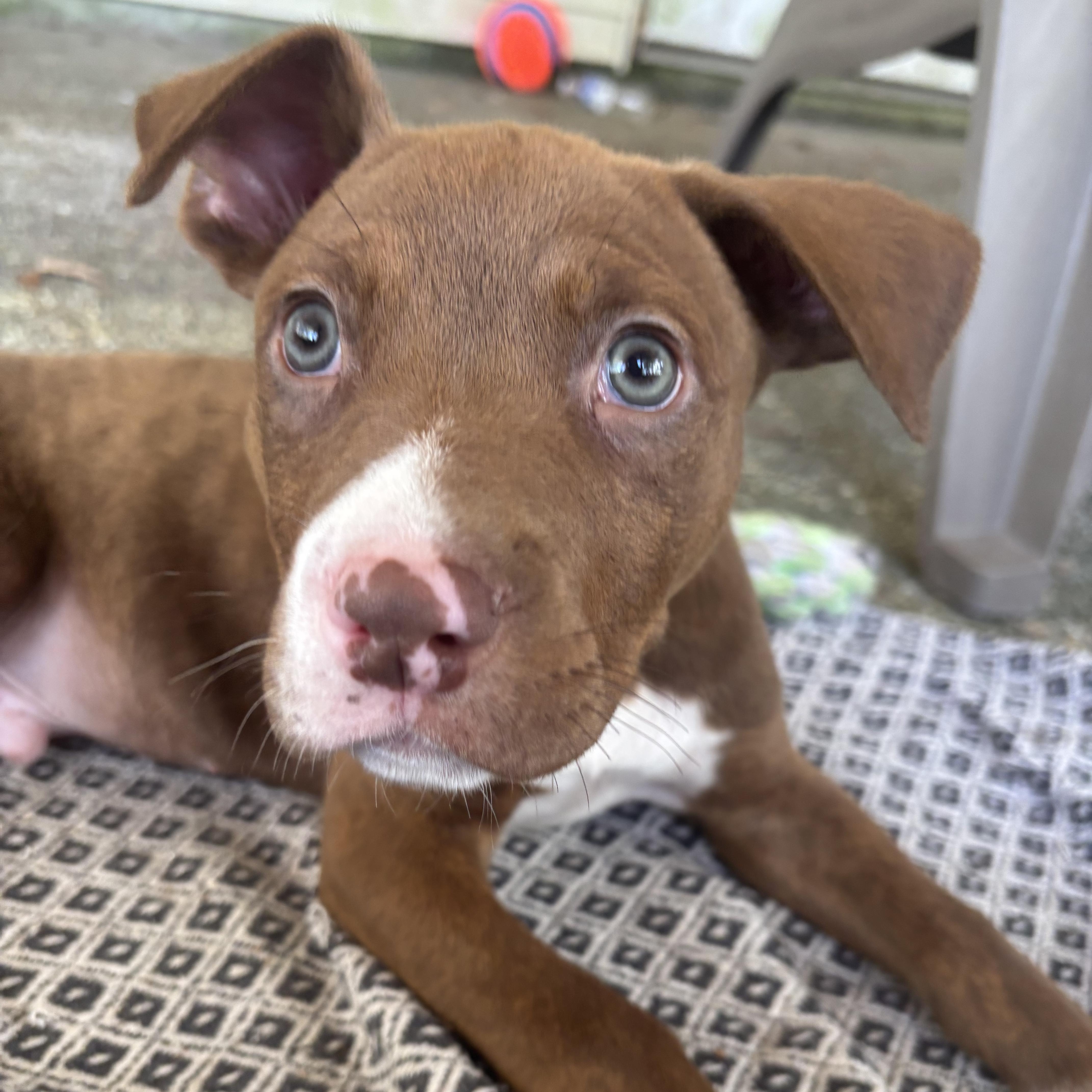Enlarge Tollhouse, an adopted mixed breed in Brattleboro, VT image 1/6