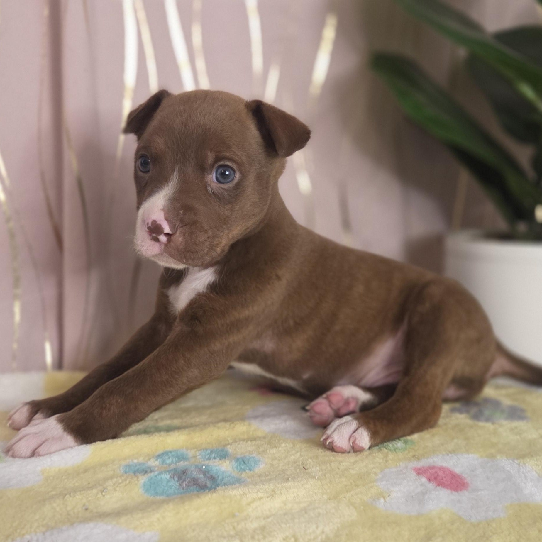 Enlarge Tollhouse, an adopted mixed breed in Brattleboro, VT image 4/6