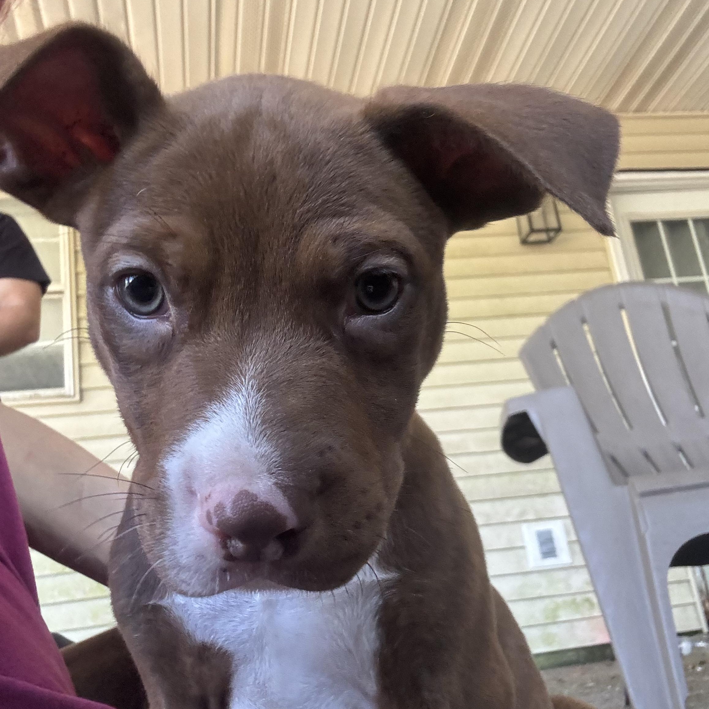 Enlarge Tollhouse, an adopted mixed breed in Brattleboro, VT image 2/6