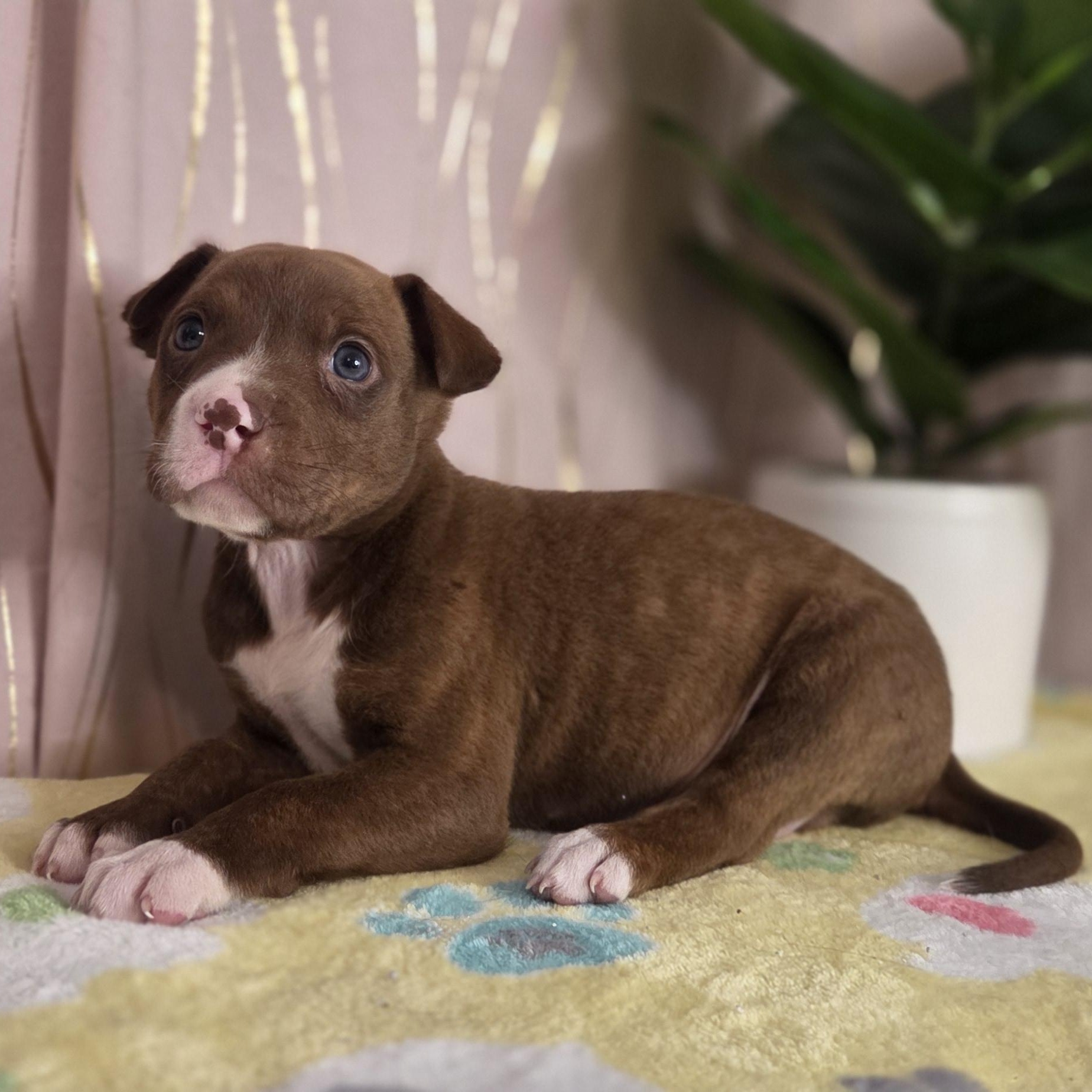 Enlarge Tollhouse, an adopted mixed breed in Brattleboro, VT image 6/6
