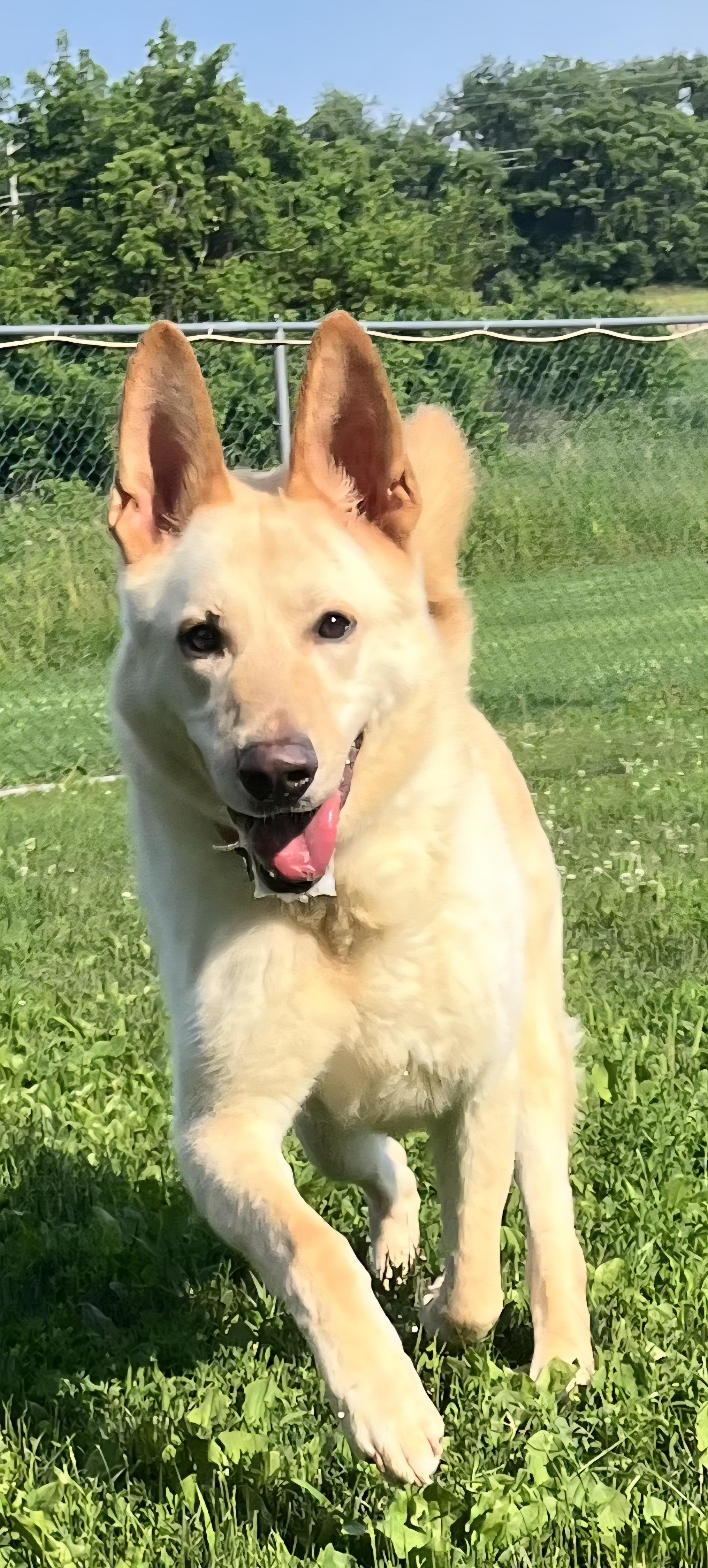 Enlarge Leo, a Adoptable German Shepherd Dog in Irwin, PA image 1/6