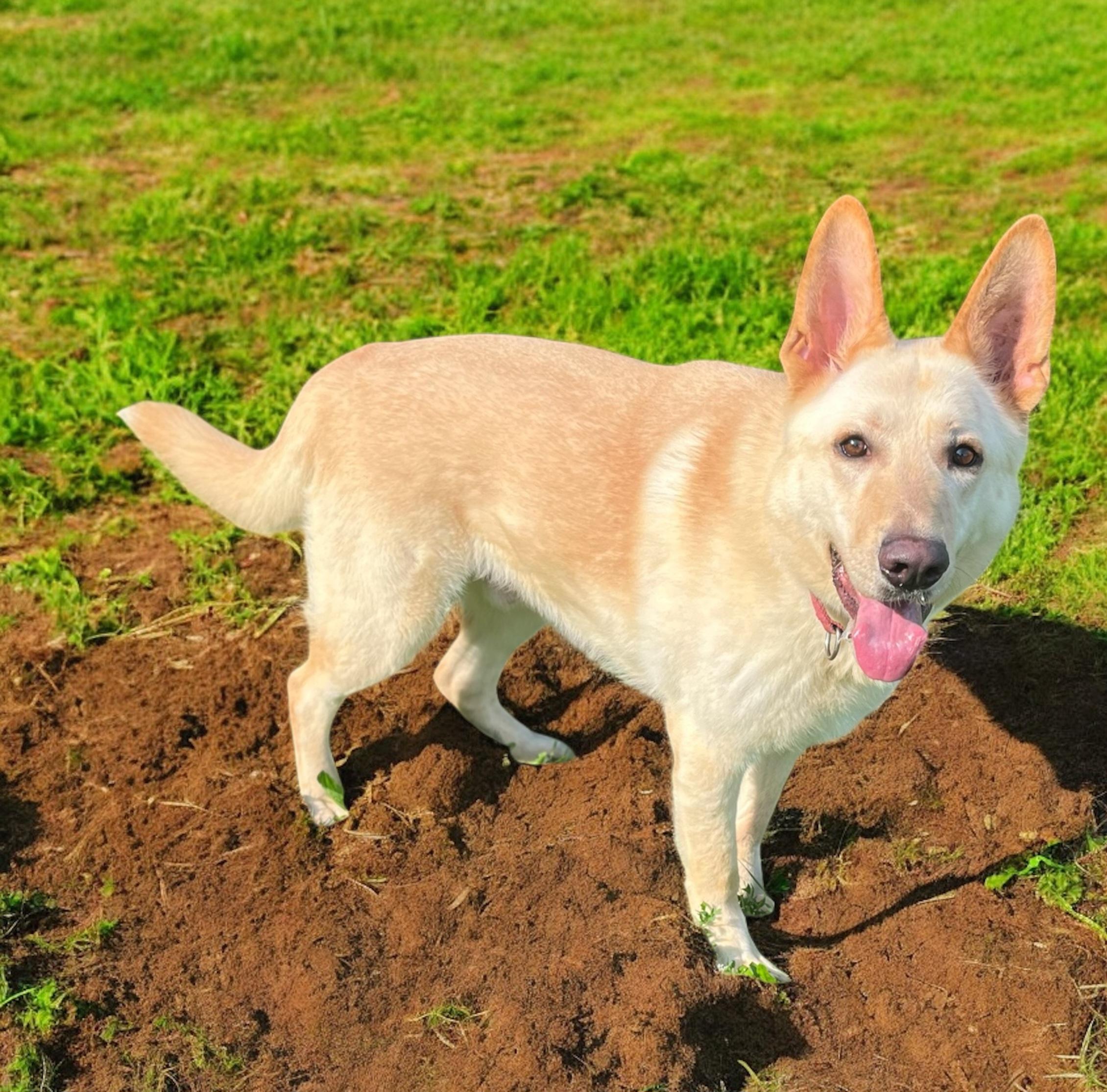 Enlarge Leo, a Adoptable German Shepherd Dog in Irwin, PA image 2/6