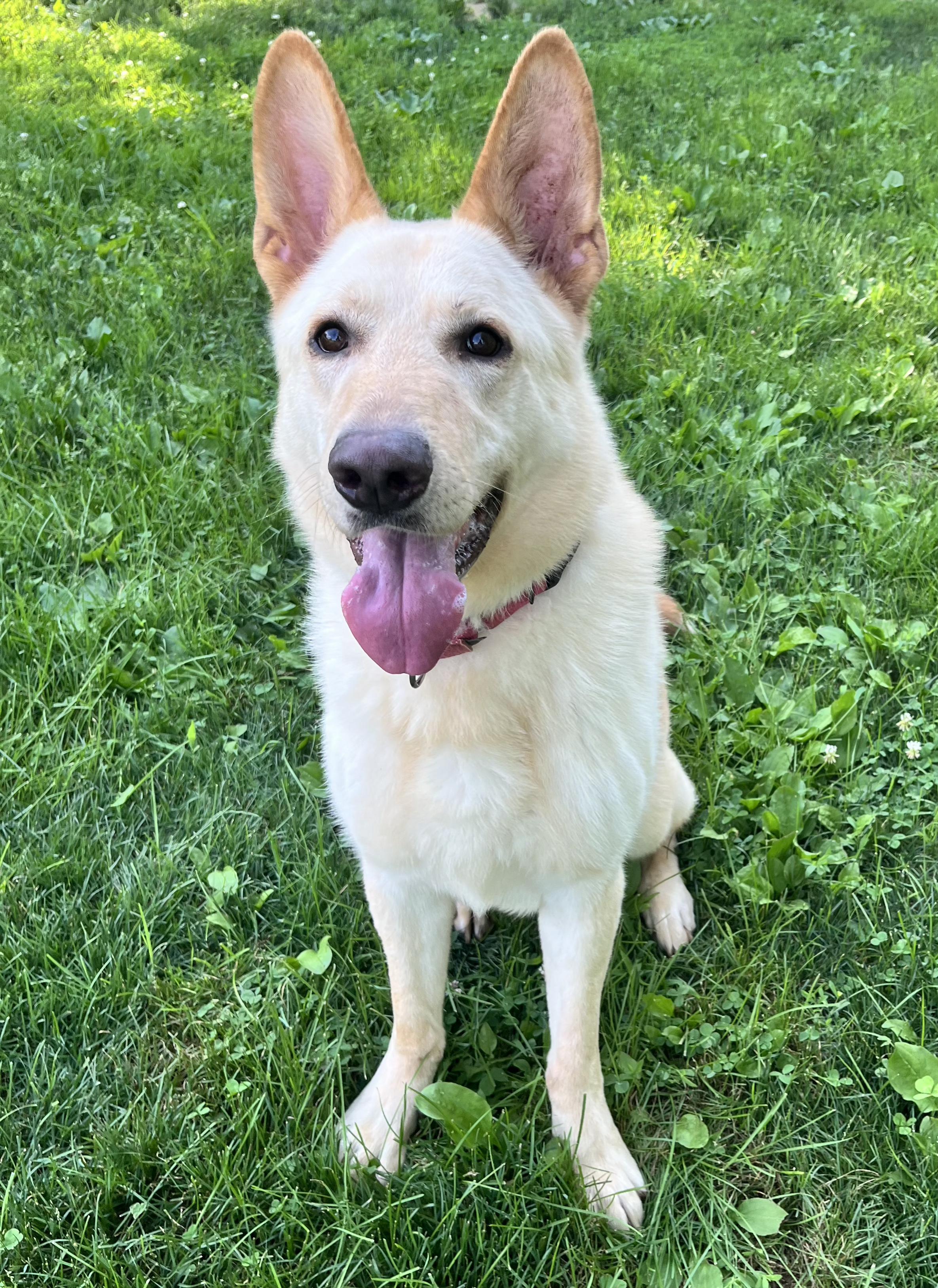 Leo, Adoptable, Adult Male German Shepherd Dog.