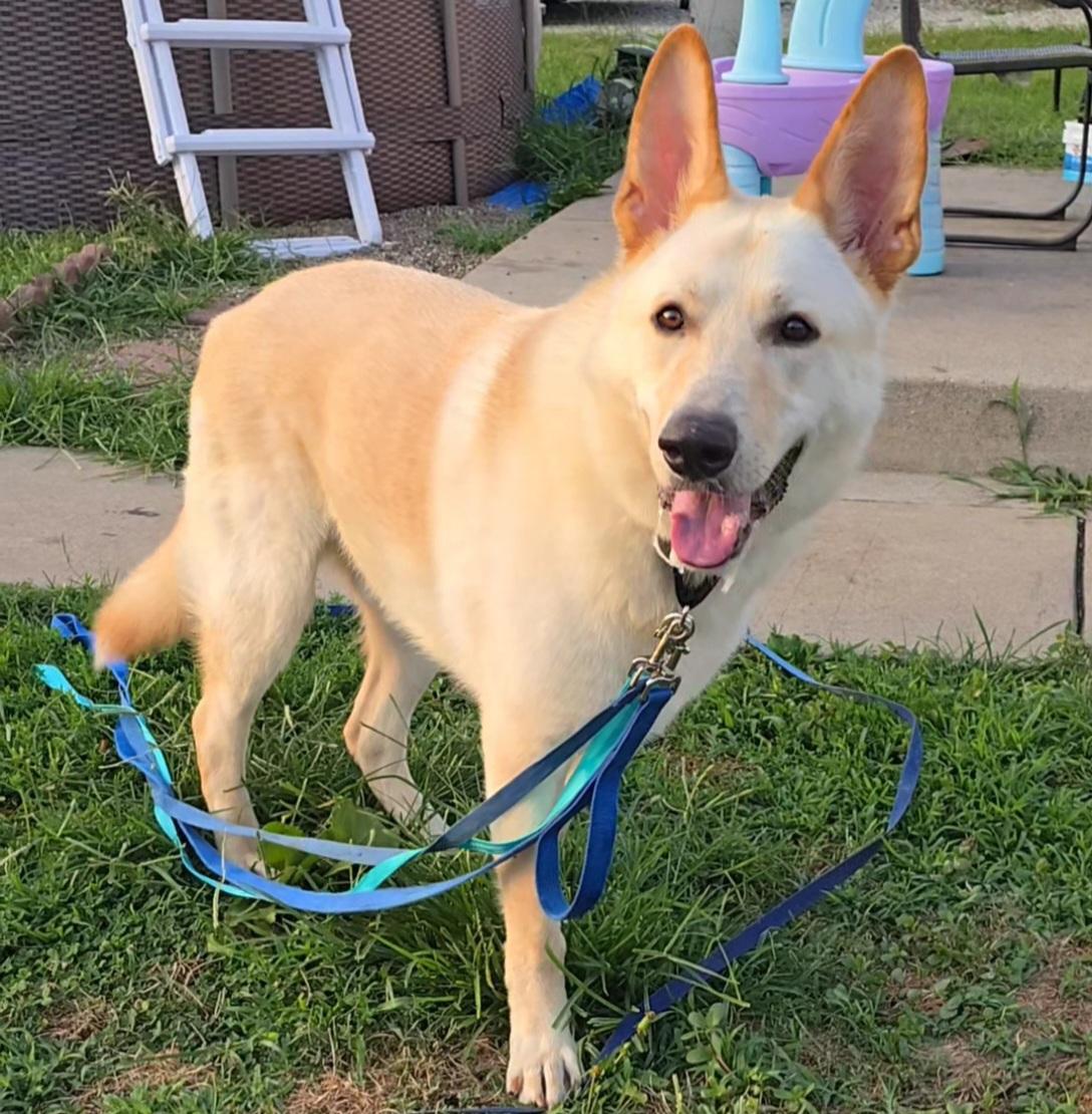 Enlarge Leo, a Adoptable German Shepherd Dog in Irwin, PA image 5/6