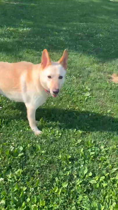 Enlarge Leo, a Adoptable German Shepherd Dog in Irwin, PA video 6/6