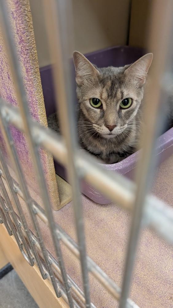 Serena, Adoptable, Young Female Domestic Short Hair.