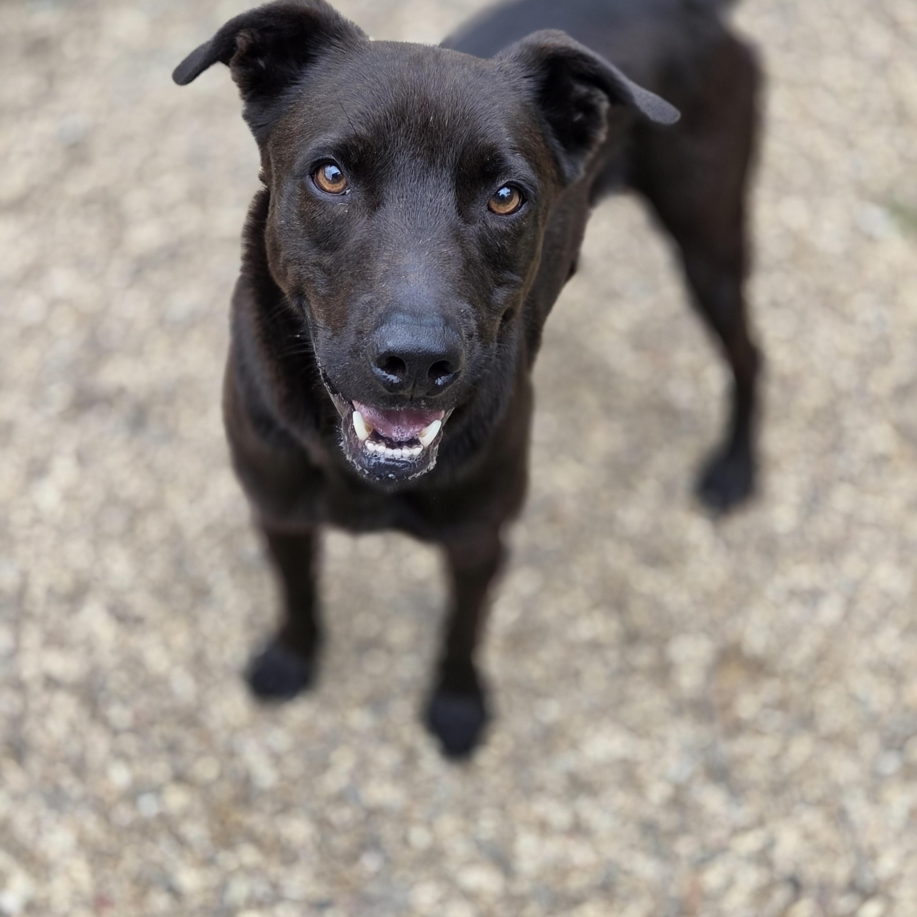 Dusty, Adoptable, Adult Male Chocolate Labrador Retriever.