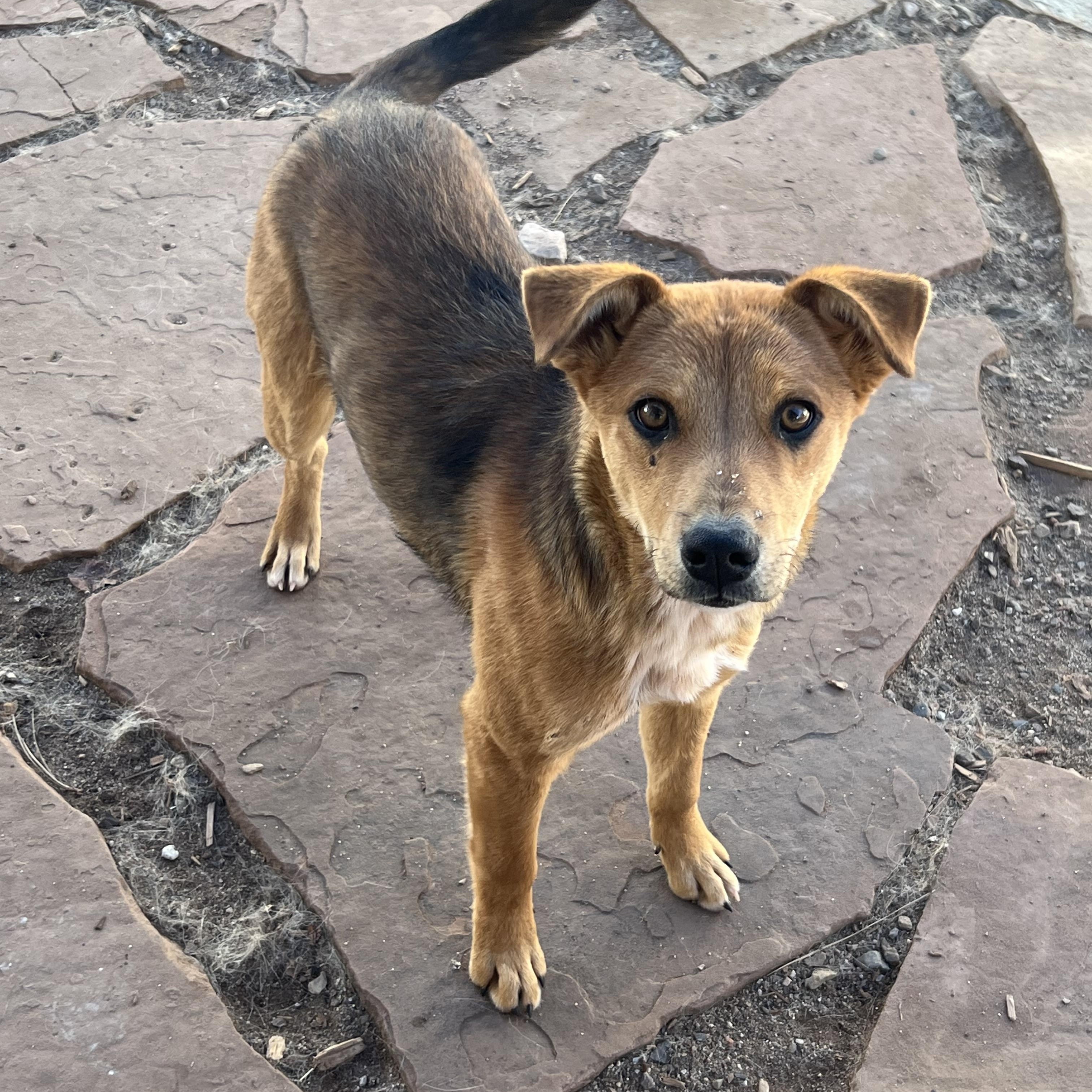 Sunshine, ADOPTABLE, Young Female Cattle Dog & Shepherd.