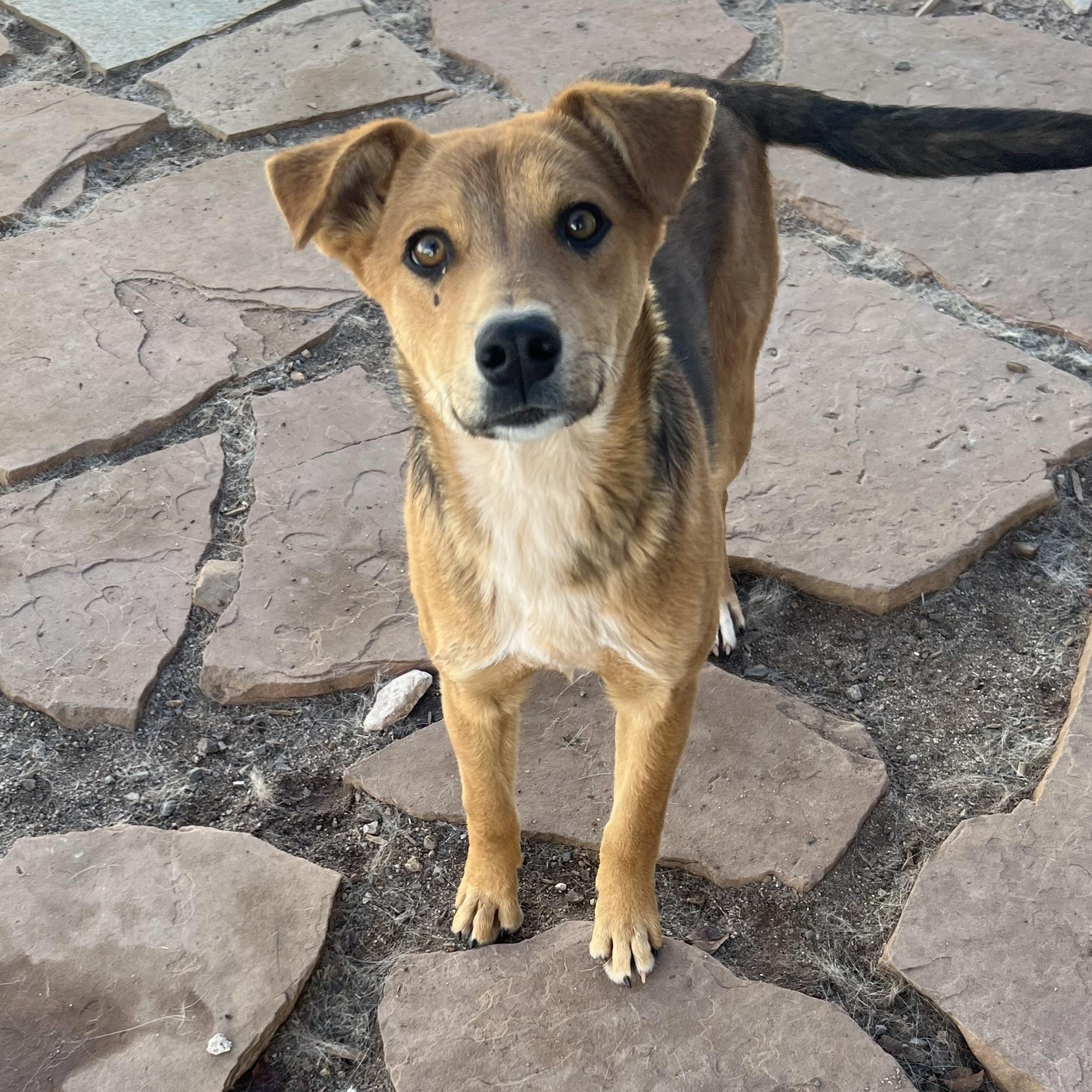 Enlarge Sunshine, a ADOPTABLE mixed breed in Flagstaff, AZ image 2/2