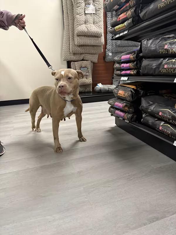 Nikki Noodle thumbnail 2