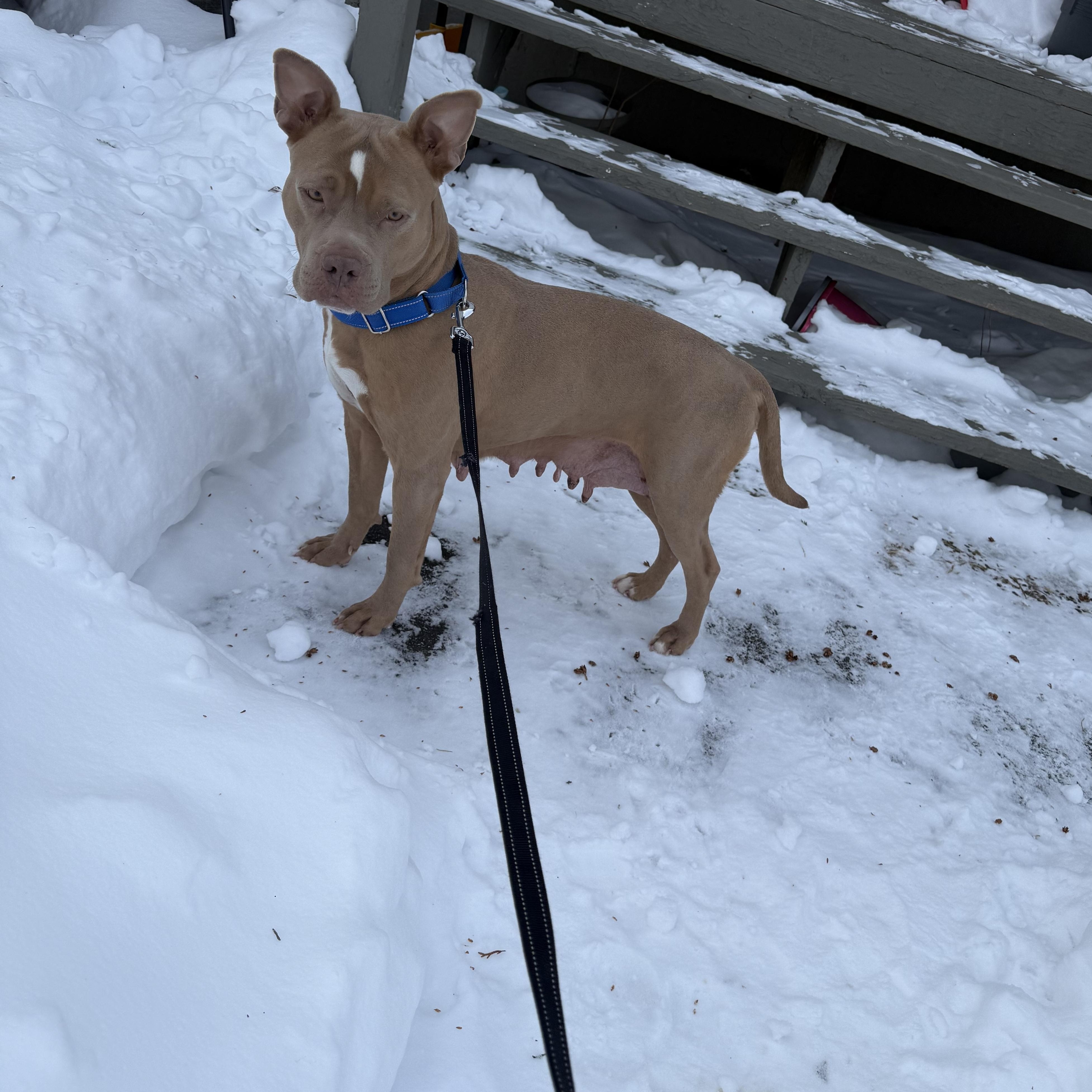 Nikki Noodle thumbnail 3