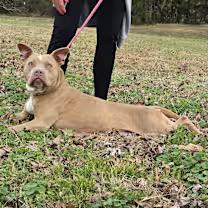 Nikki Noodle thumbnail 4