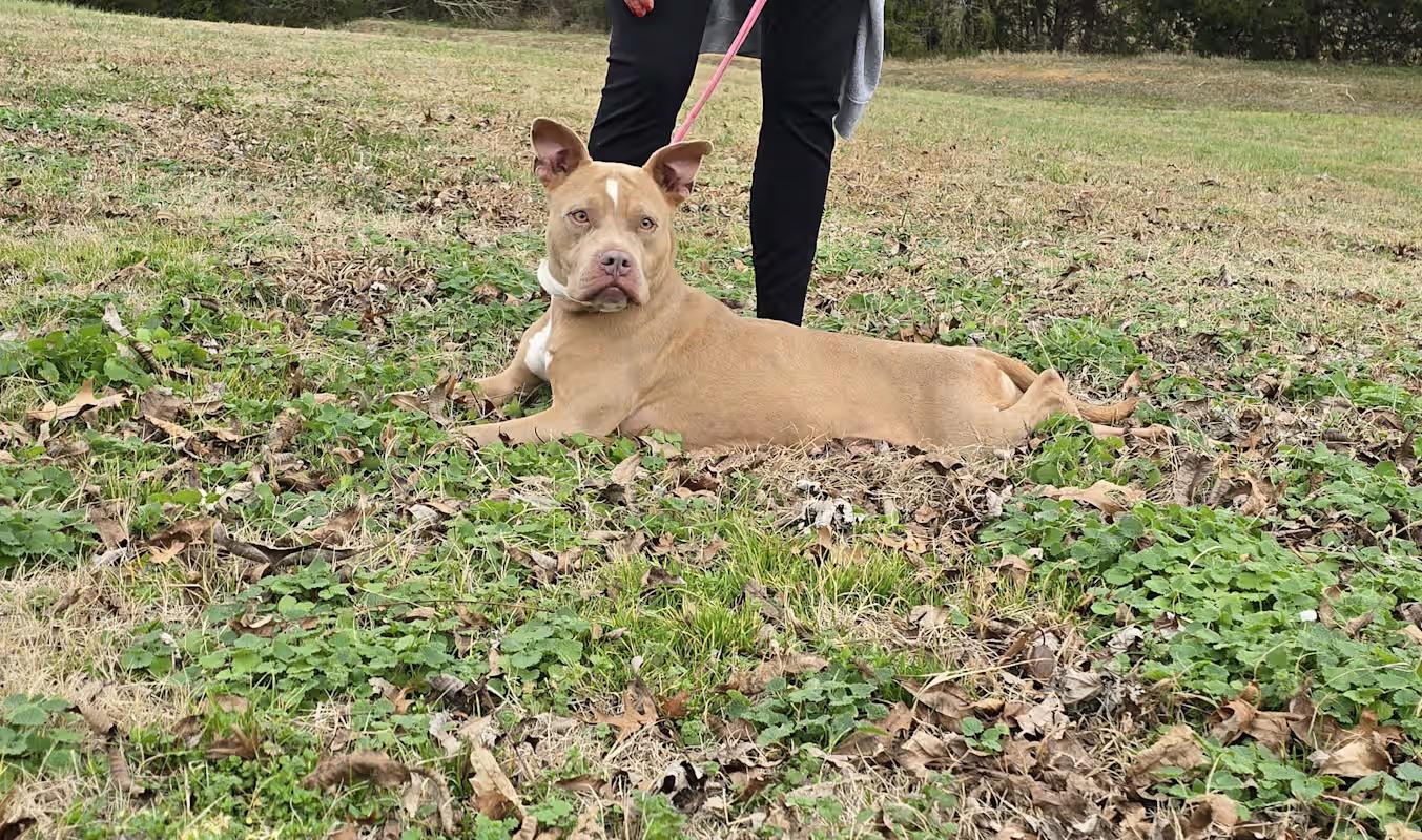 Nikki Noodle thumbnail 6