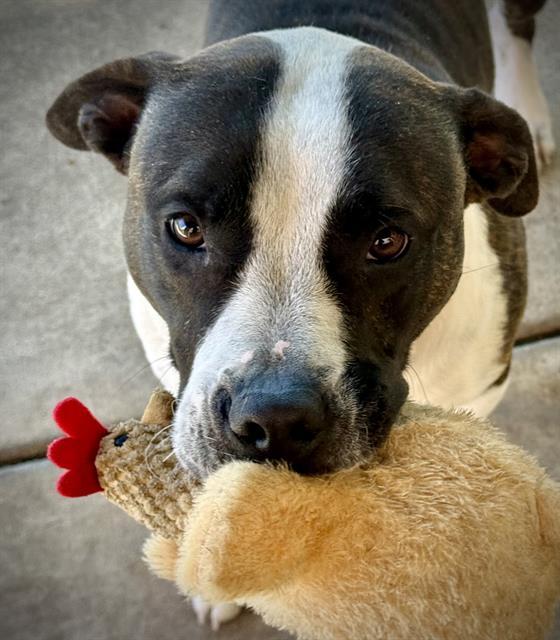VON, Adoptable, Adult Male Pit Bull Terrier.