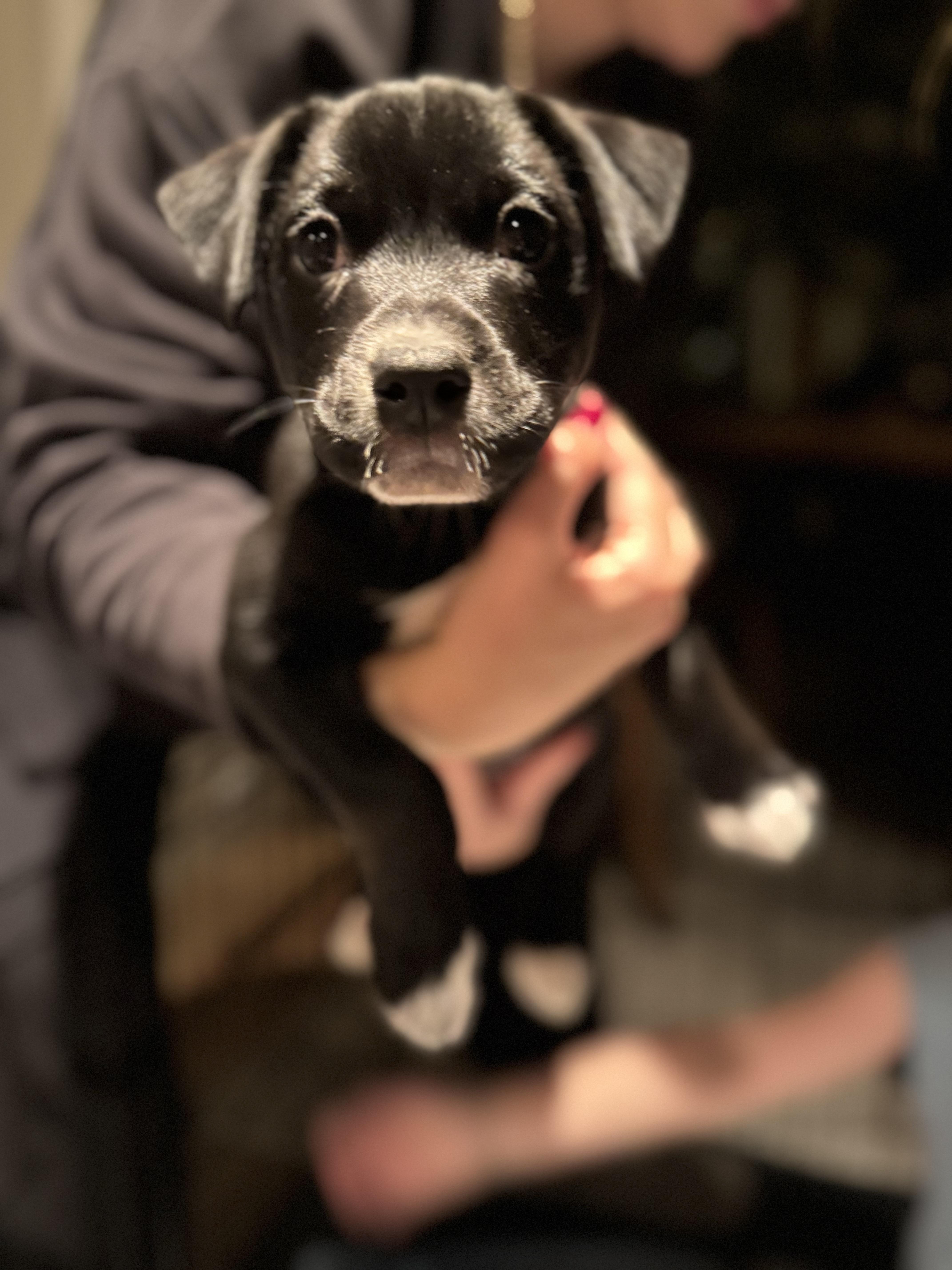 Enlarge Daisy Mae, a ADOPTABLE mixed breed in Burbank, CA image 1/3