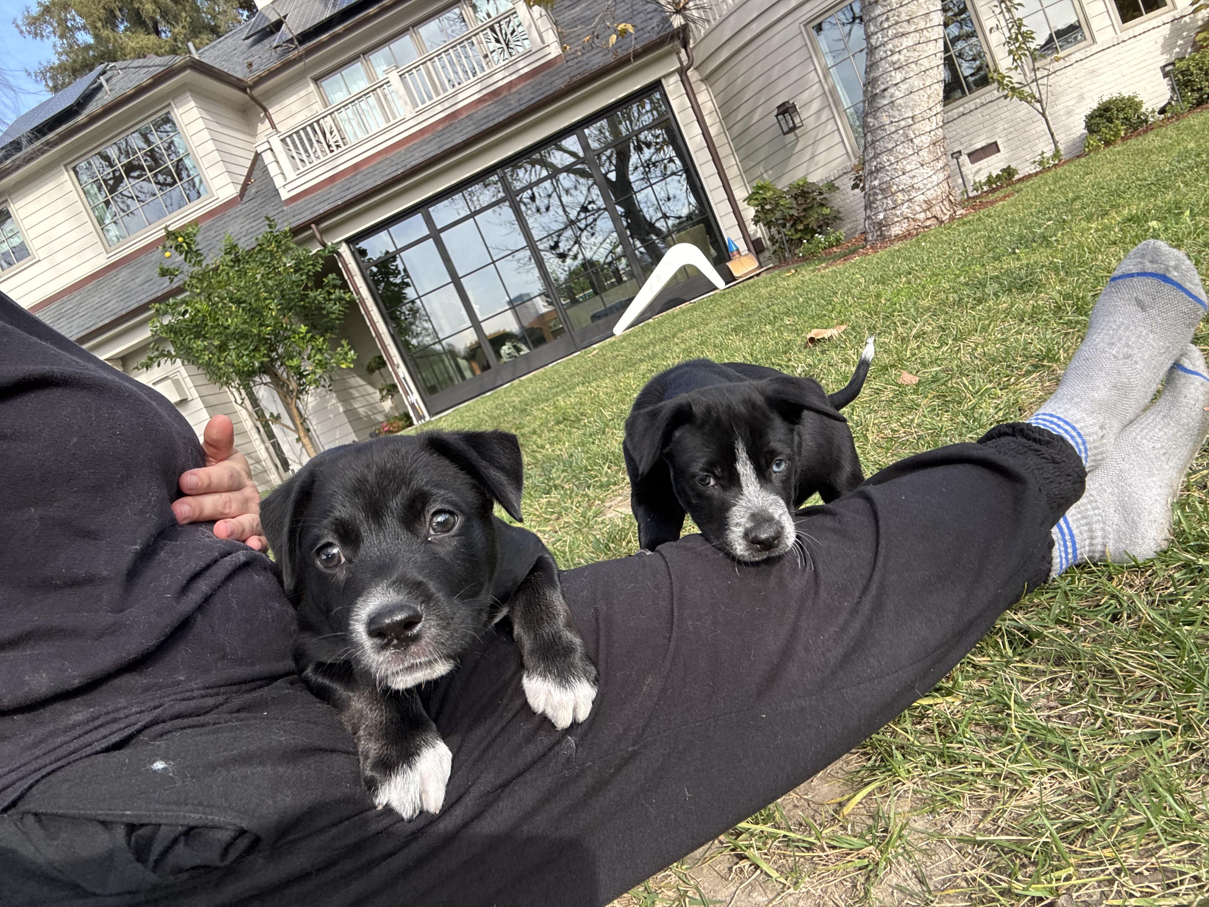 Enlarge Daisy Mae, a ADOPTABLE mixed breed in Burbank, CA image 2/3