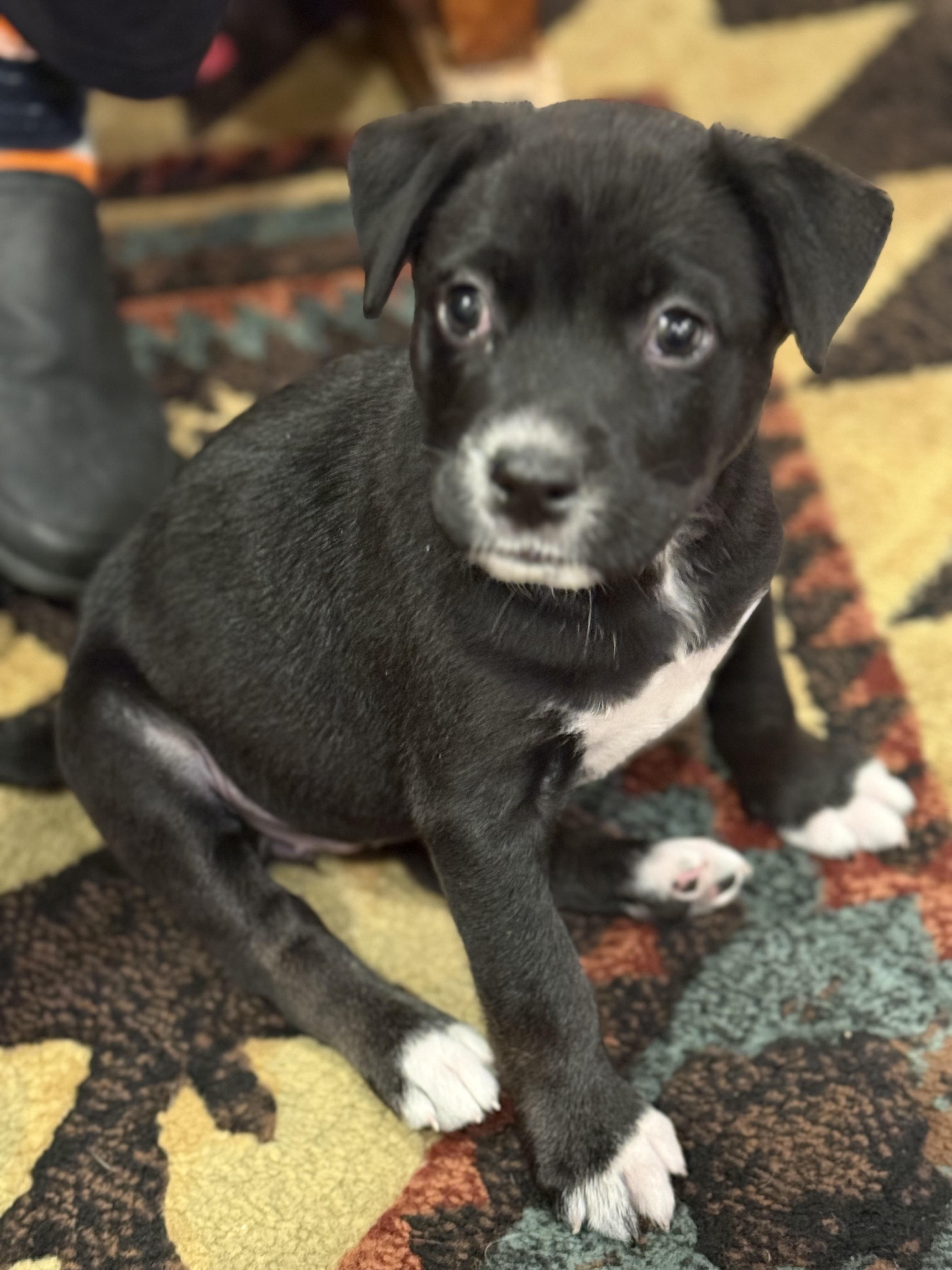 Enlarge Daisy Mae, a ADOPTABLE mixed breed in Burbank, CA image 3/3