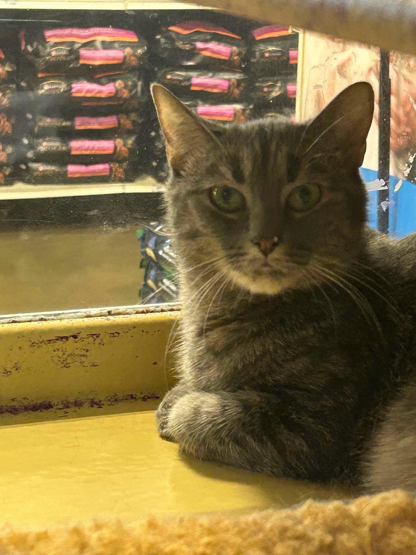 Enlarge Little & Luna, a Adoptable Tabby in Midlothian, TX image 4/4