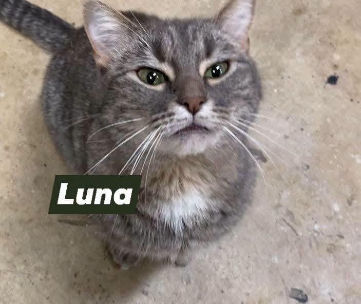 Little & Luna, Adoptable, Adult Female Tabby.