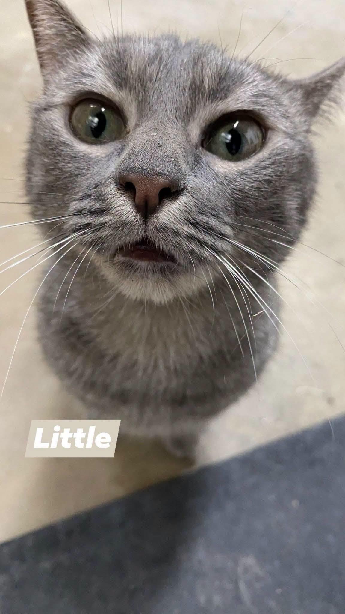 Enlarge Little & Luna, a Adoptable Tabby in Midlothian, TX image 2/4