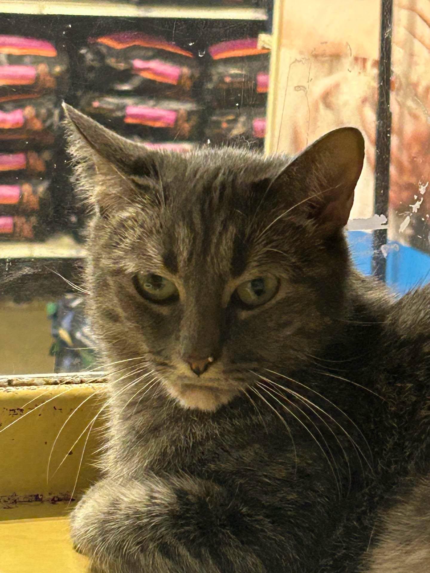 Enlarge Little & Luna, a Adoptable Tabby in Midlothian, TX image 3/4