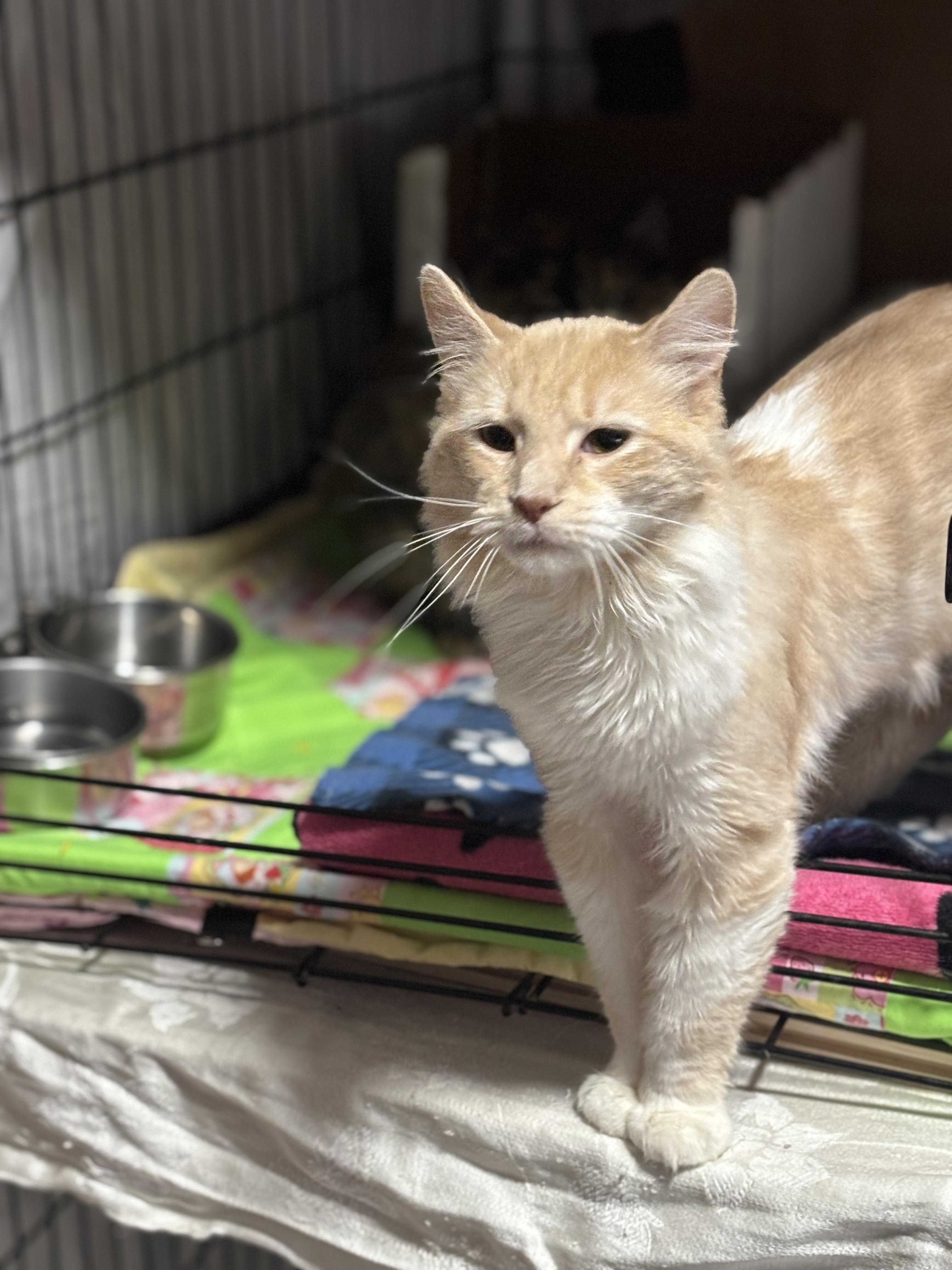 Pumpkin, a Adoptable Domestic Long Hair in Pittsburgh, PA image 5/5