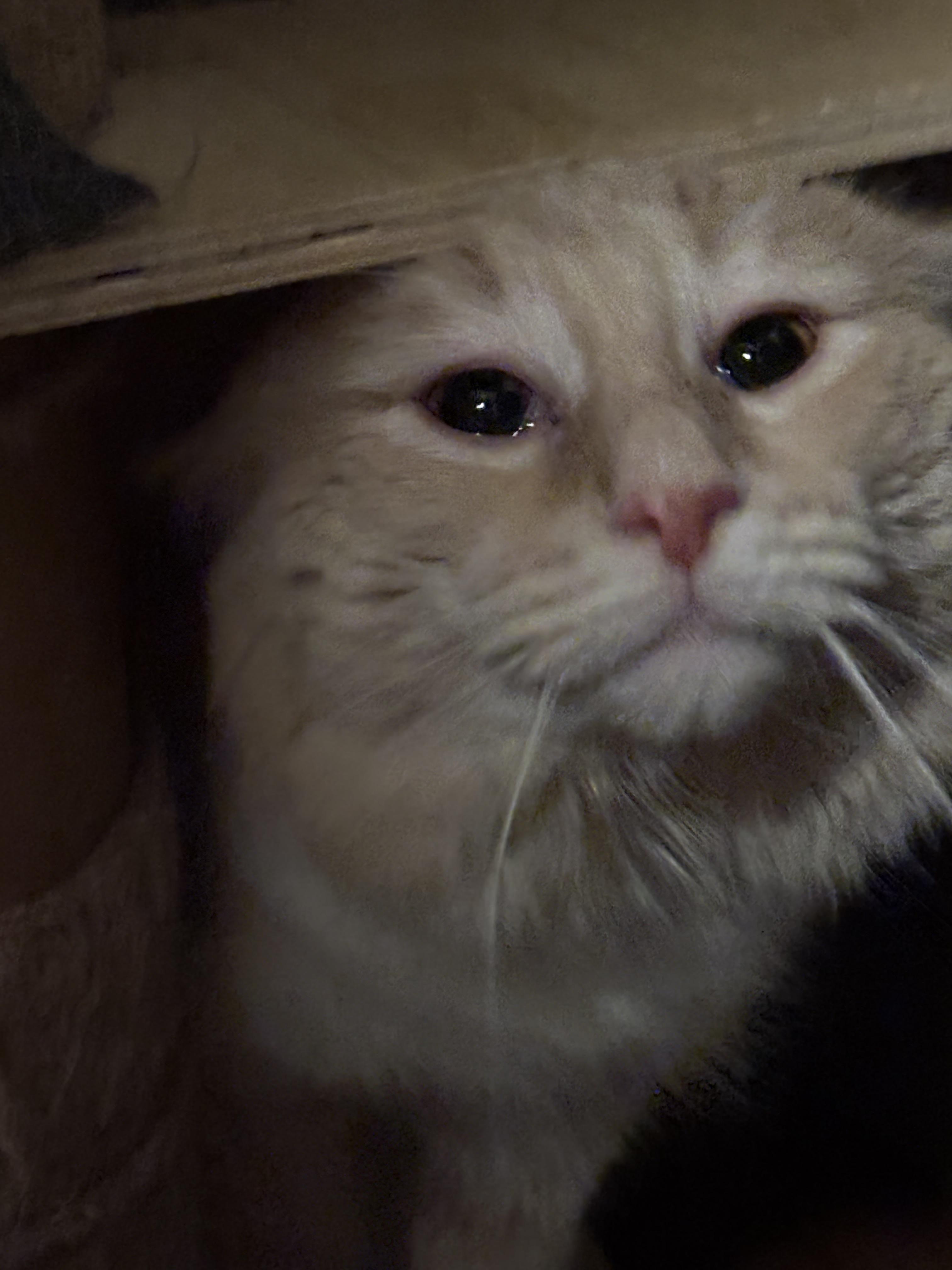 Pumpkin, a Adoptable Domestic Long Hair in Pittsburgh, PA image 3/5