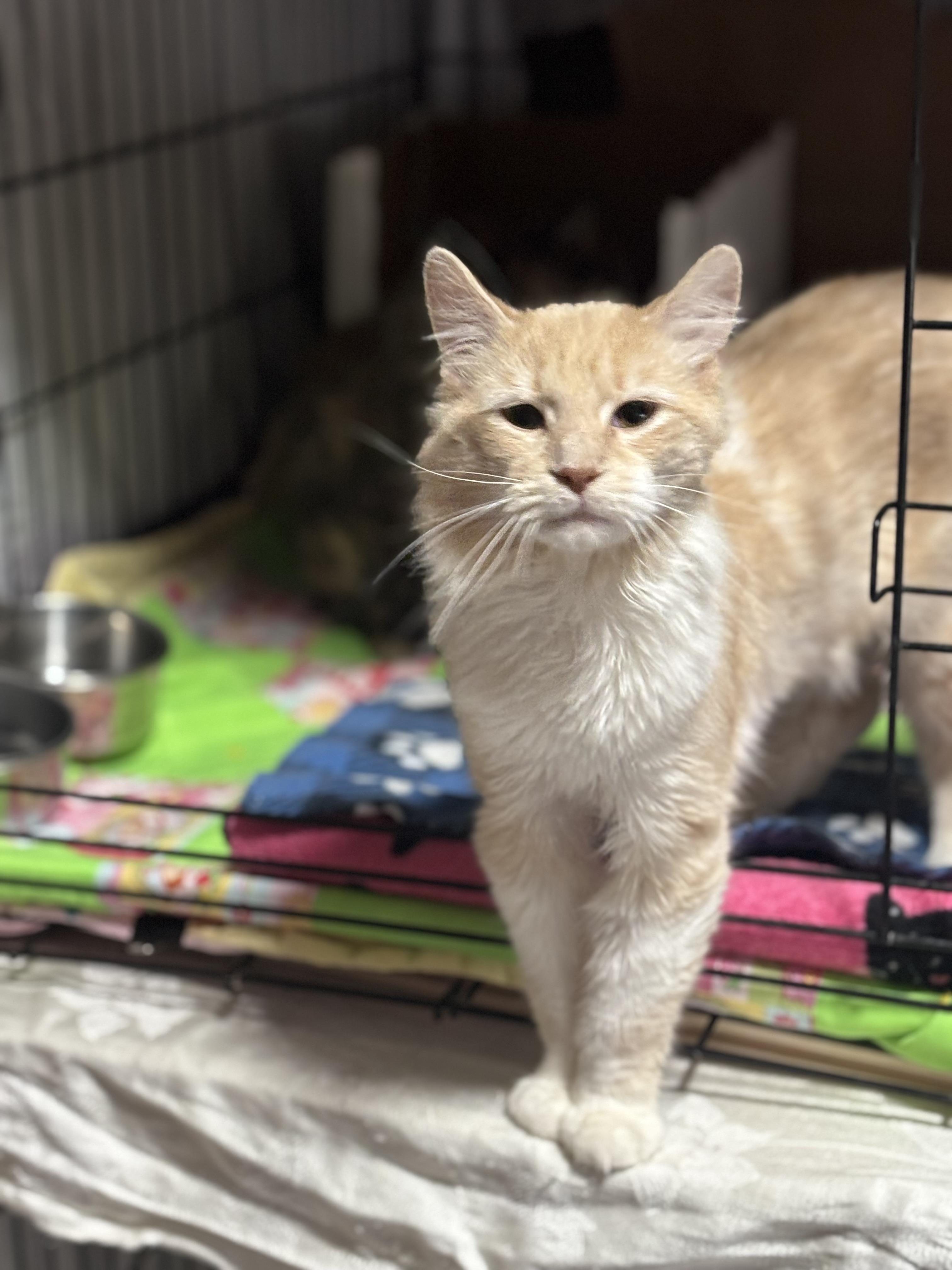 Pumpkin, a Adoptable Domestic Long Hair in Pittsburgh, PA image 2/5