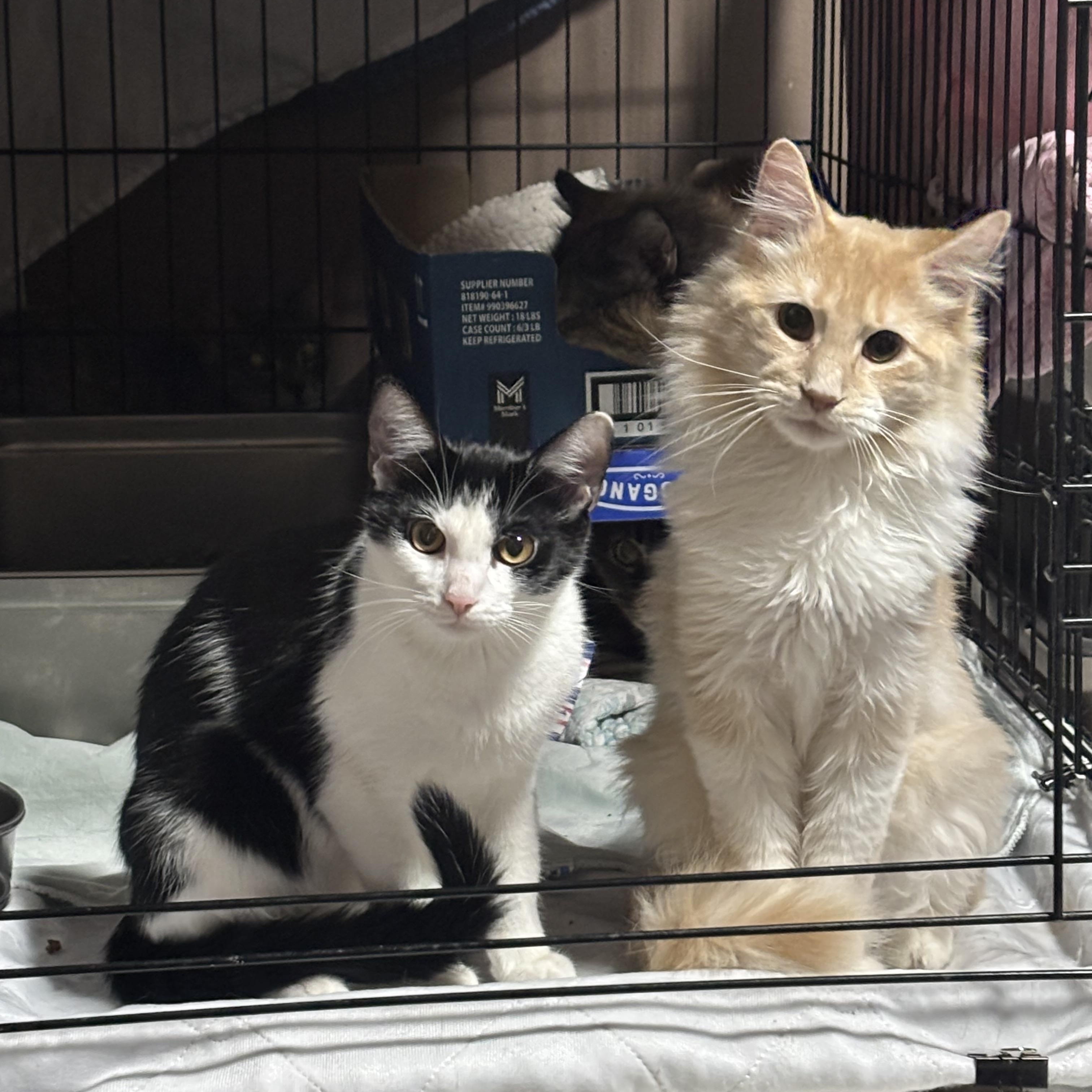 Pumpkin, Adoptable, Young Male Domestic Long Hair.