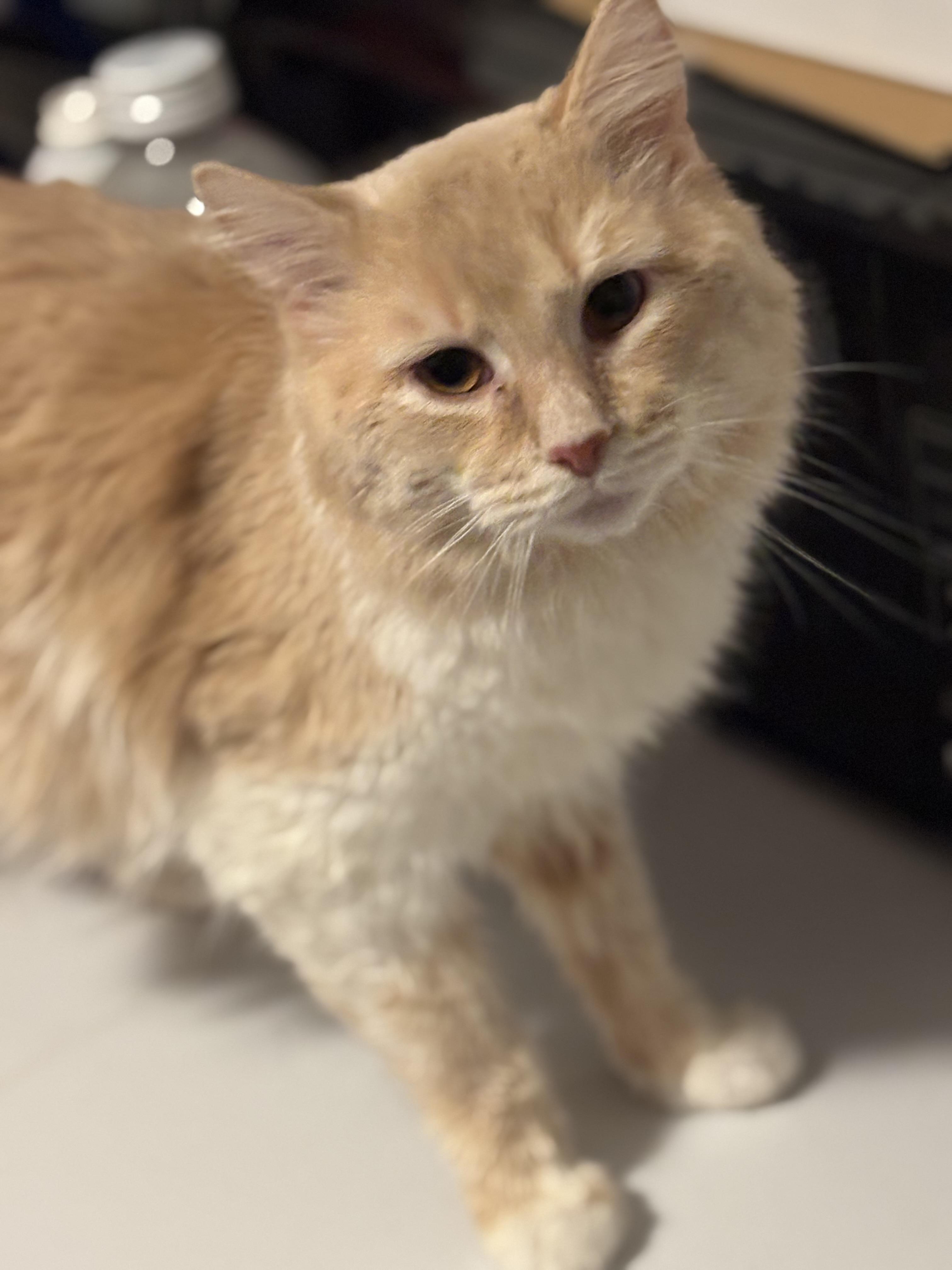 Pumpkin, a Adoptable Domestic Long Hair in Pittsburgh, PA image 4/5