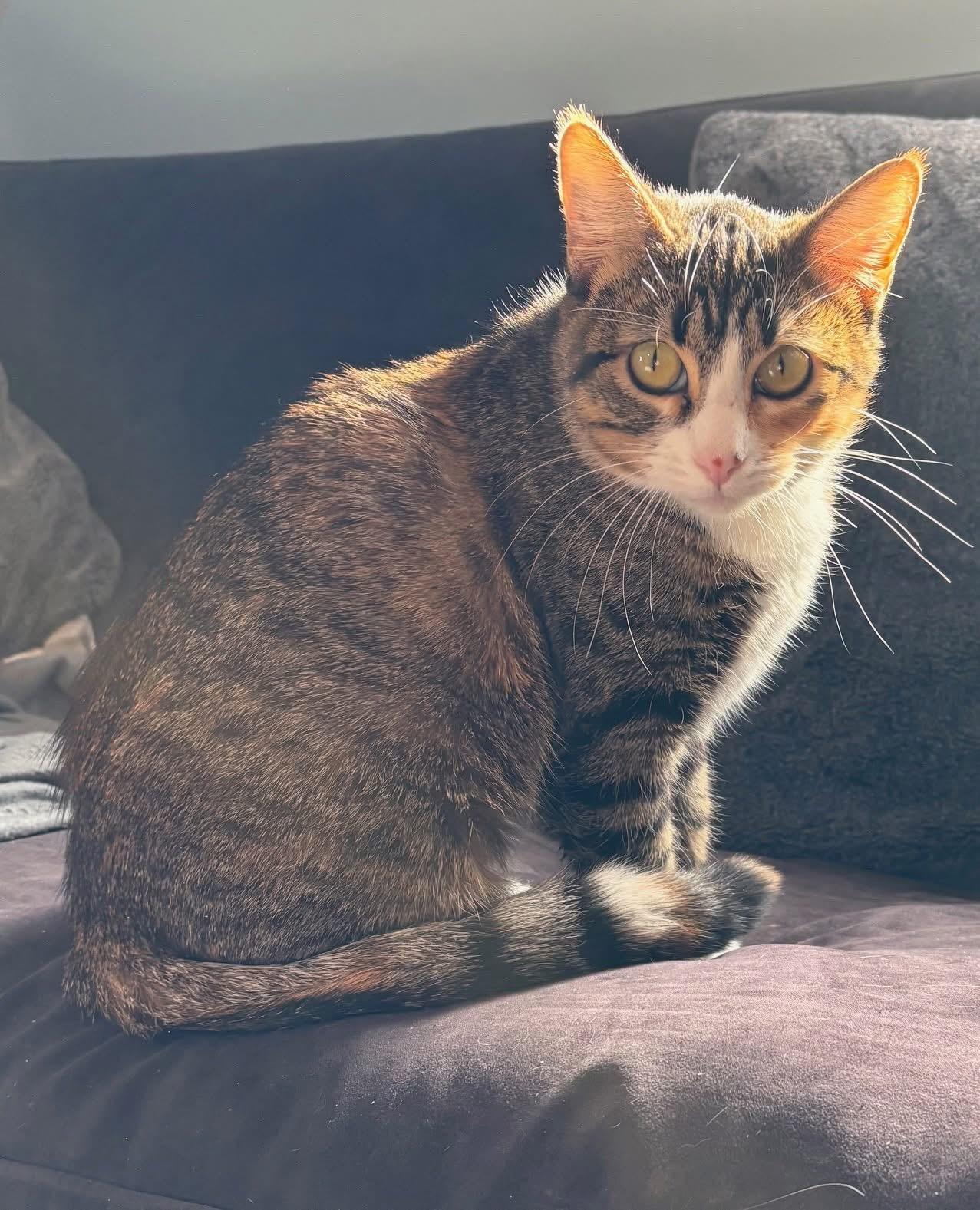 Enlarge Sindel, a ADOPTABLE Domestic Short Hair in Manhattan, KS image 3/6