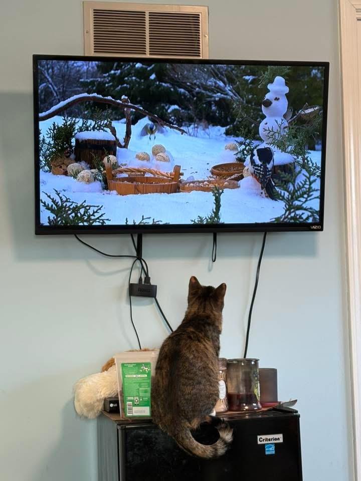 Enlarge Sindel, a ADOPTABLE Domestic Short Hair in Manhattan, KS image 6/6