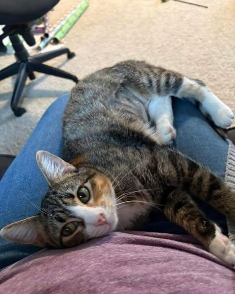 Enlarge Sindel, a ADOPTABLE Domestic Short Hair in Manhattan, KS image 1/6