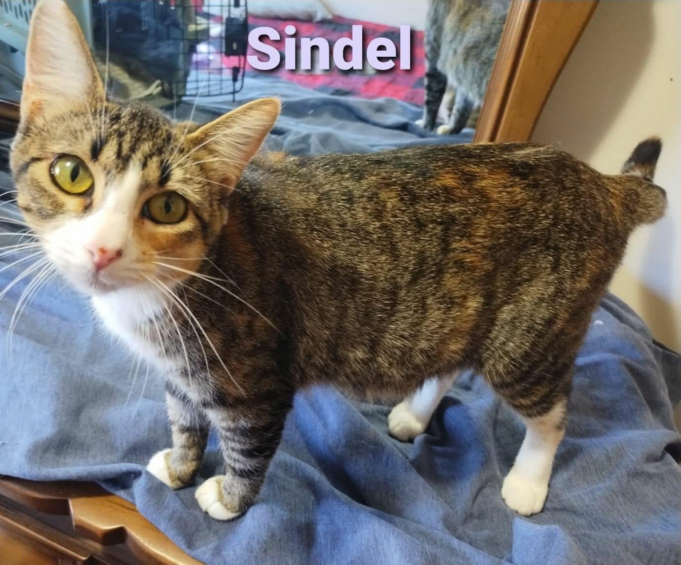 Enlarge Sindel, a ADOPTABLE Domestic Short Hair in Manhattan, KS image 4/6