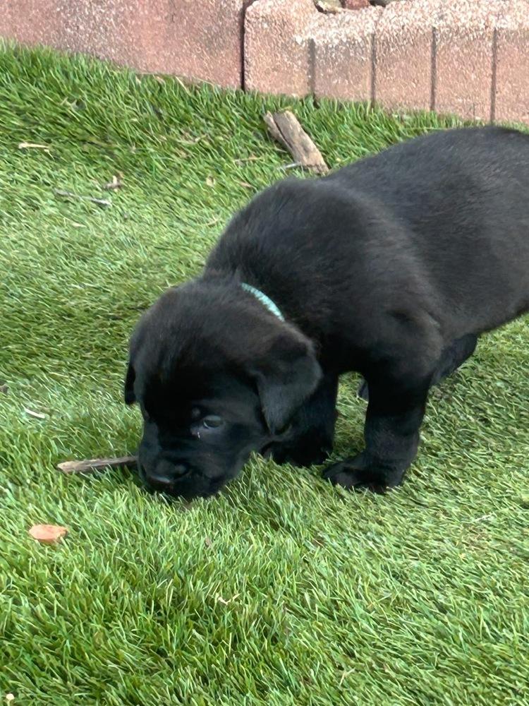 Maybelle, Adoptable, Puppy Female Labrador Retriever & Mixed Breed.