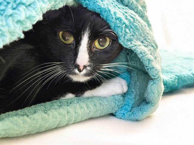 Enlarge BELLA, a Adoptable Domestic Short Hair in Fort Lauderdale, FL image 1/1