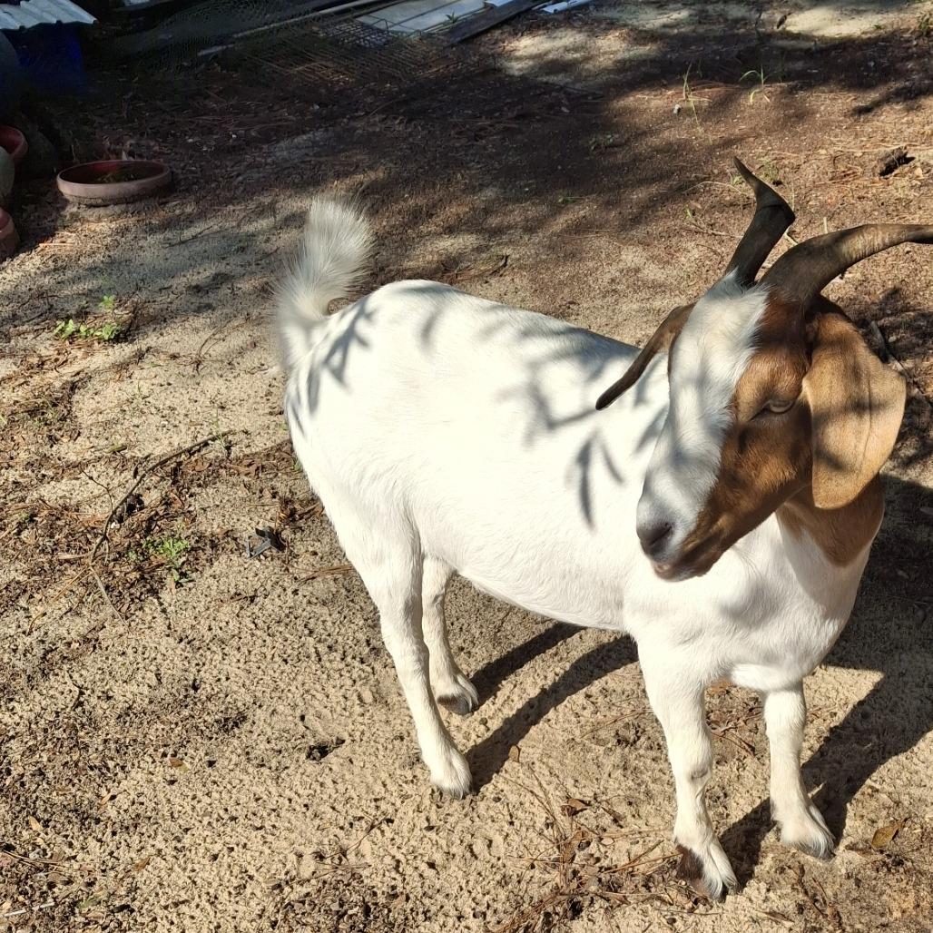 Boop, Adoptable, Adult Female Goat.